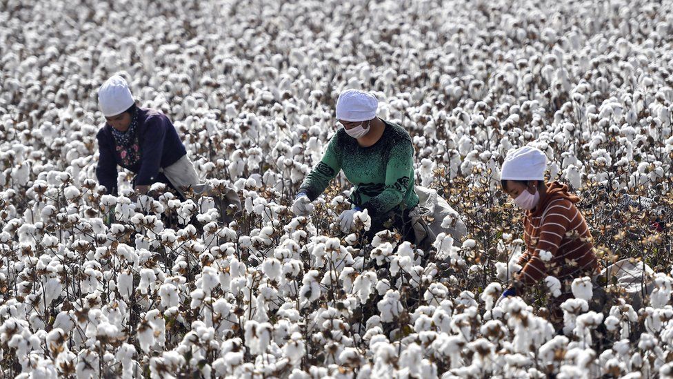cotton field xinjiang