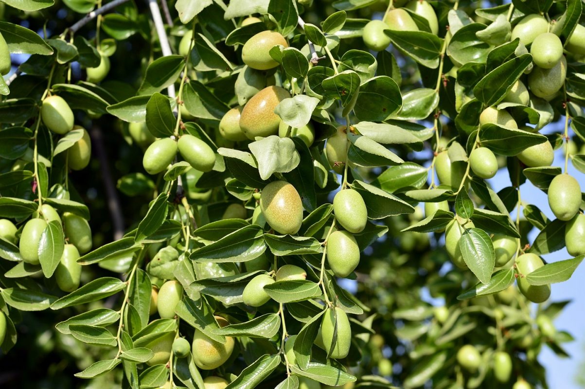 Tại sao bạn nên dùng dầu jojoba mỗi ngày