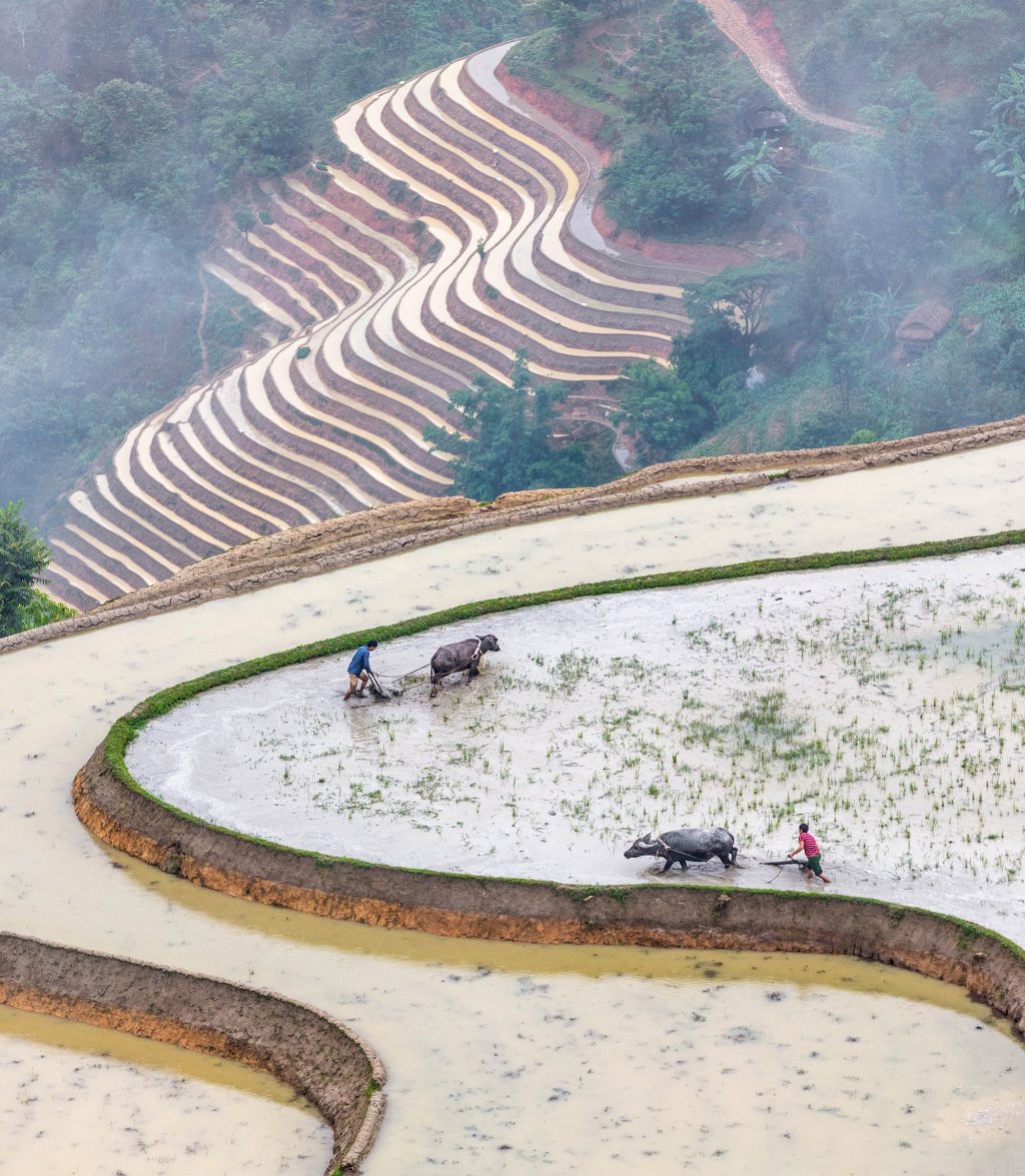 Hoàng Su Phì ruộng bậc thang