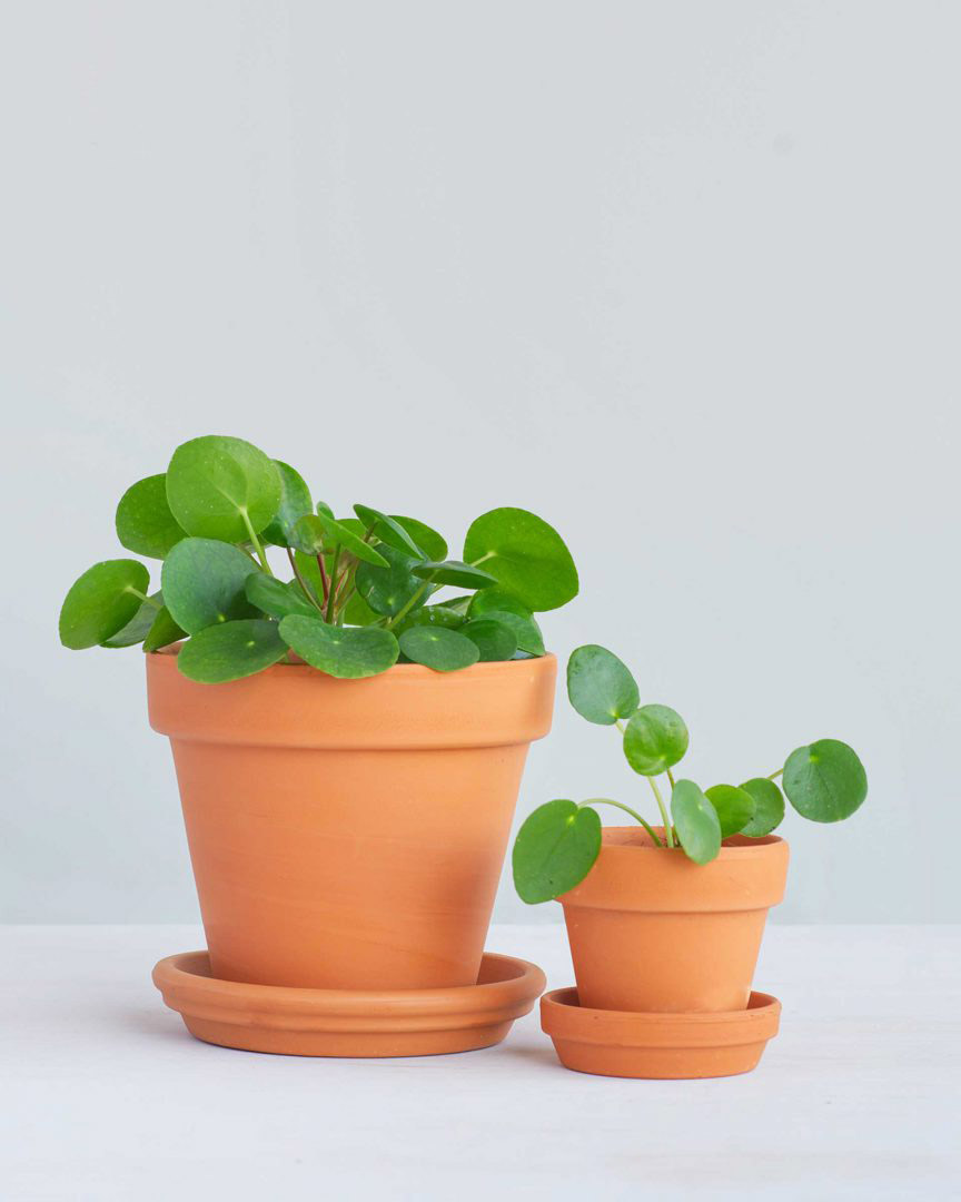 cây trồng trong nhà cây cỏ gương