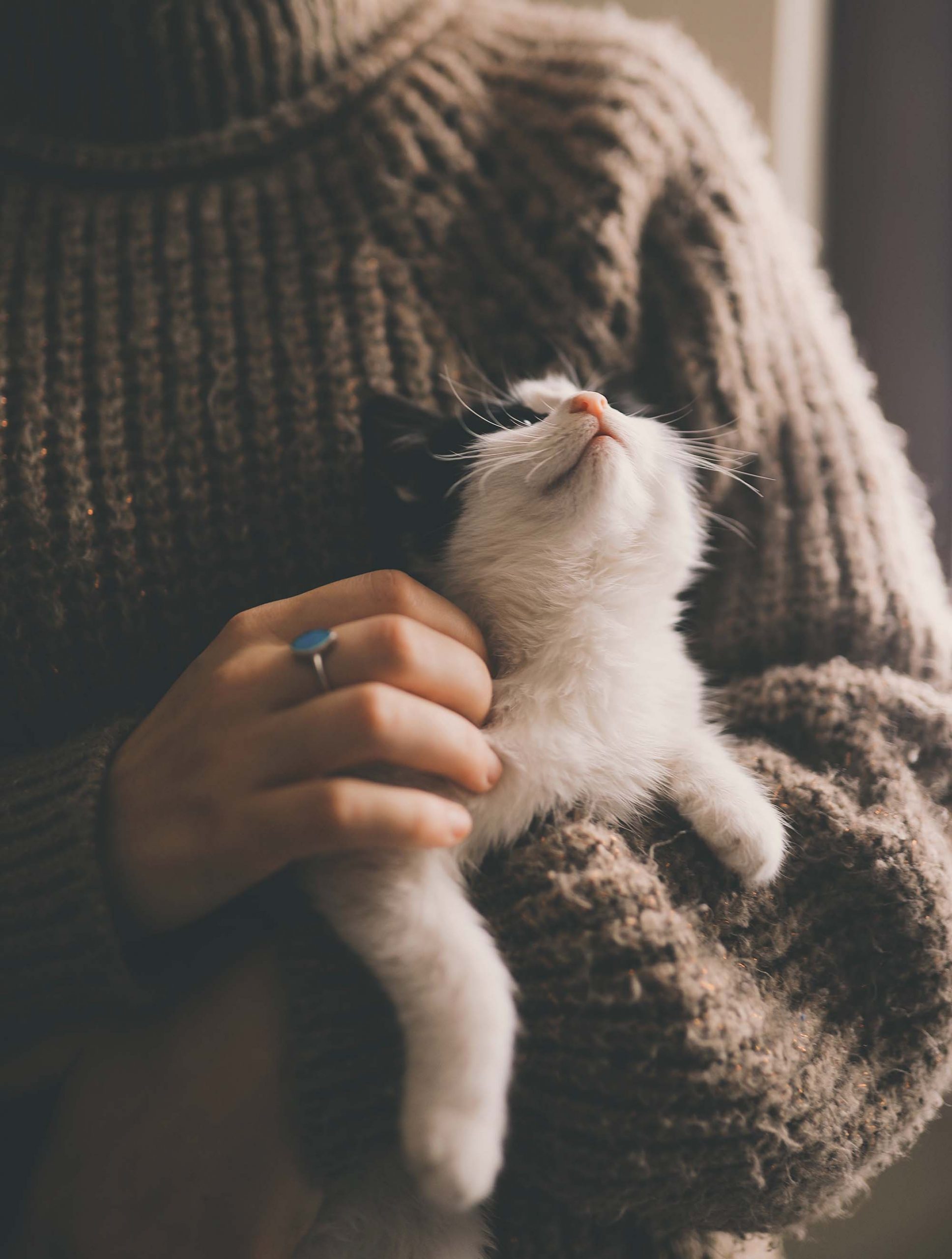 Playing with pets improves mental health