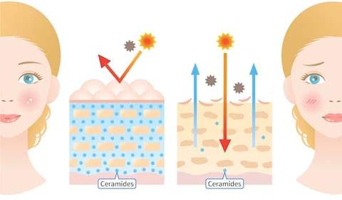 Ceramide là thành phần giúp cải thiện hàng rào bảo vệ da, phục hồi tổn thương và giúp da tránh tình trạng thất thoát độ ẩm.