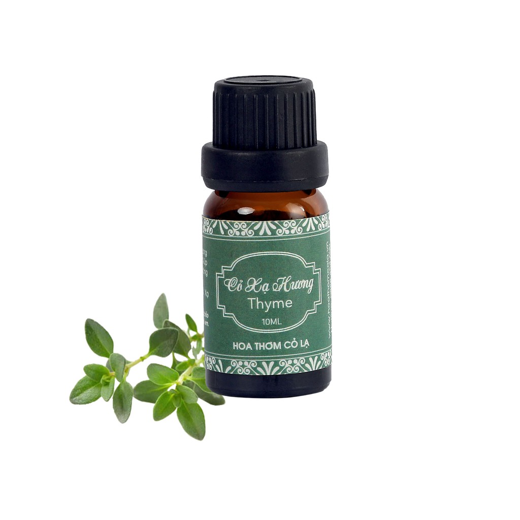 tinh dầu cỏ xạ hương thyme