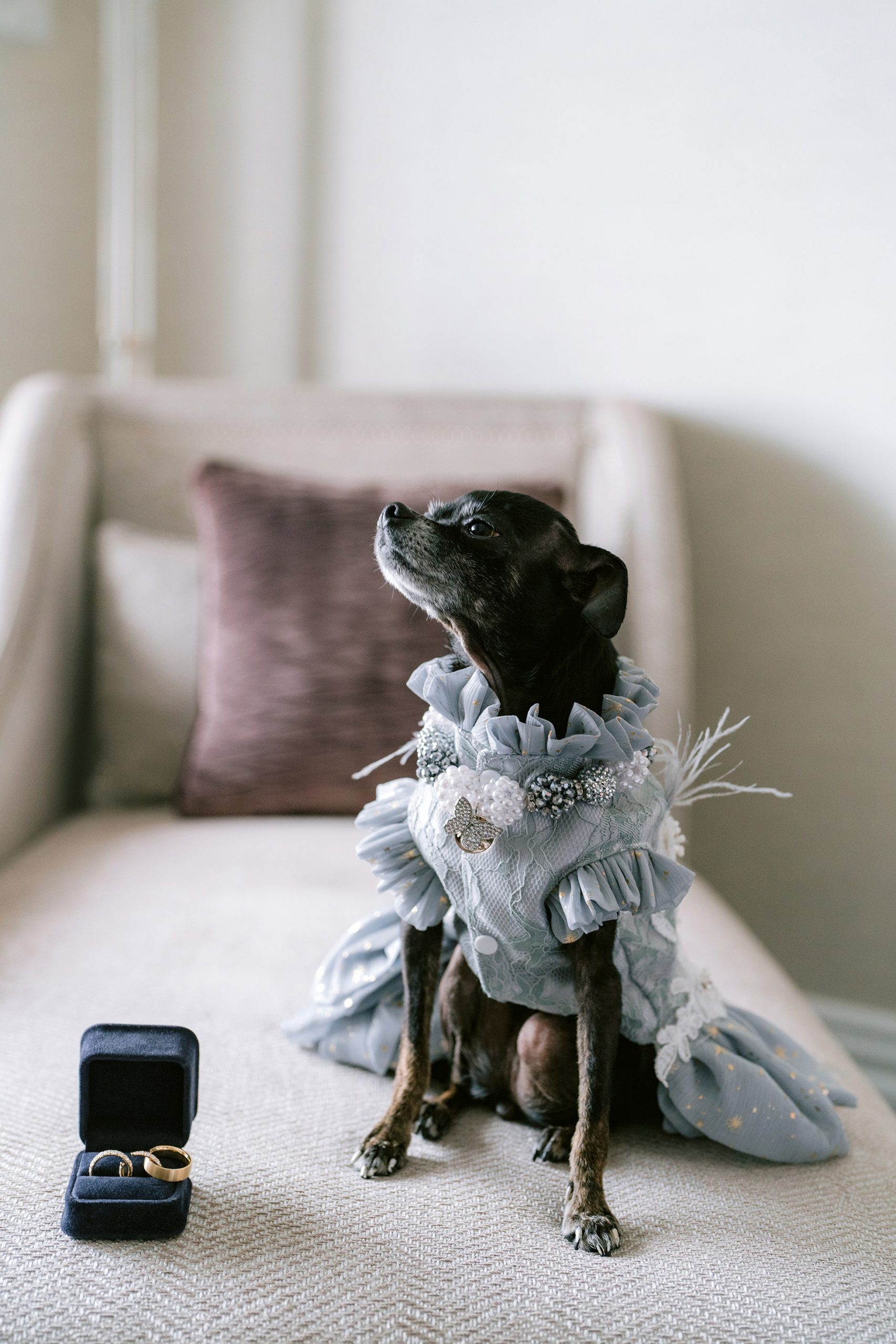 Thời trang váy cho cún 