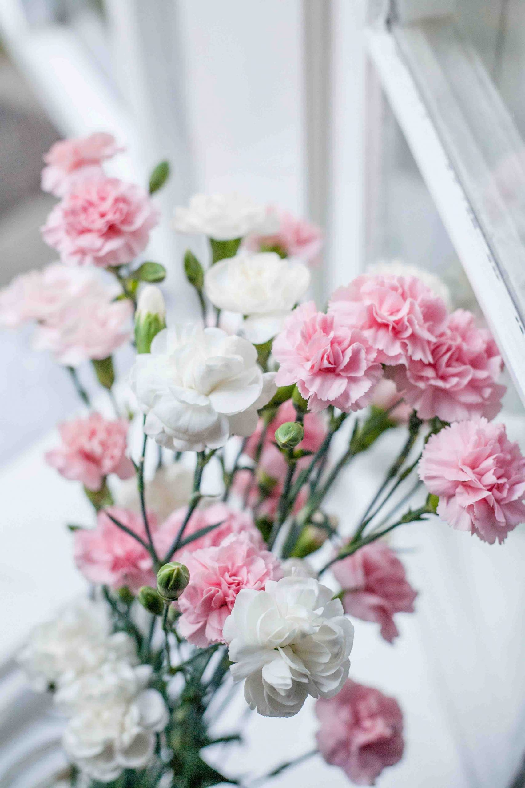 hoa cẩm chướng tượng trưng cho tình yêu