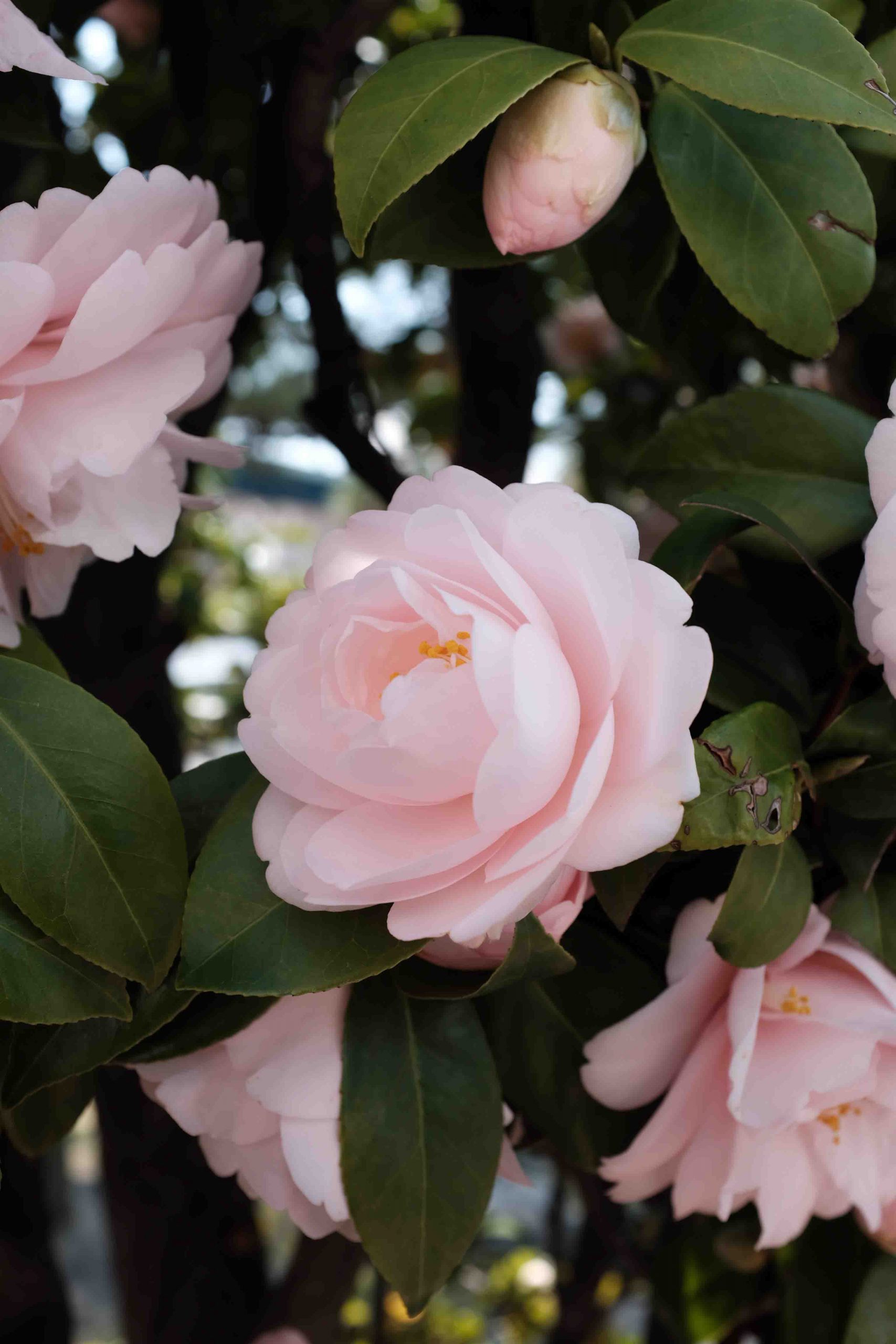 hoa camellia tượng trưng cho tình yêu