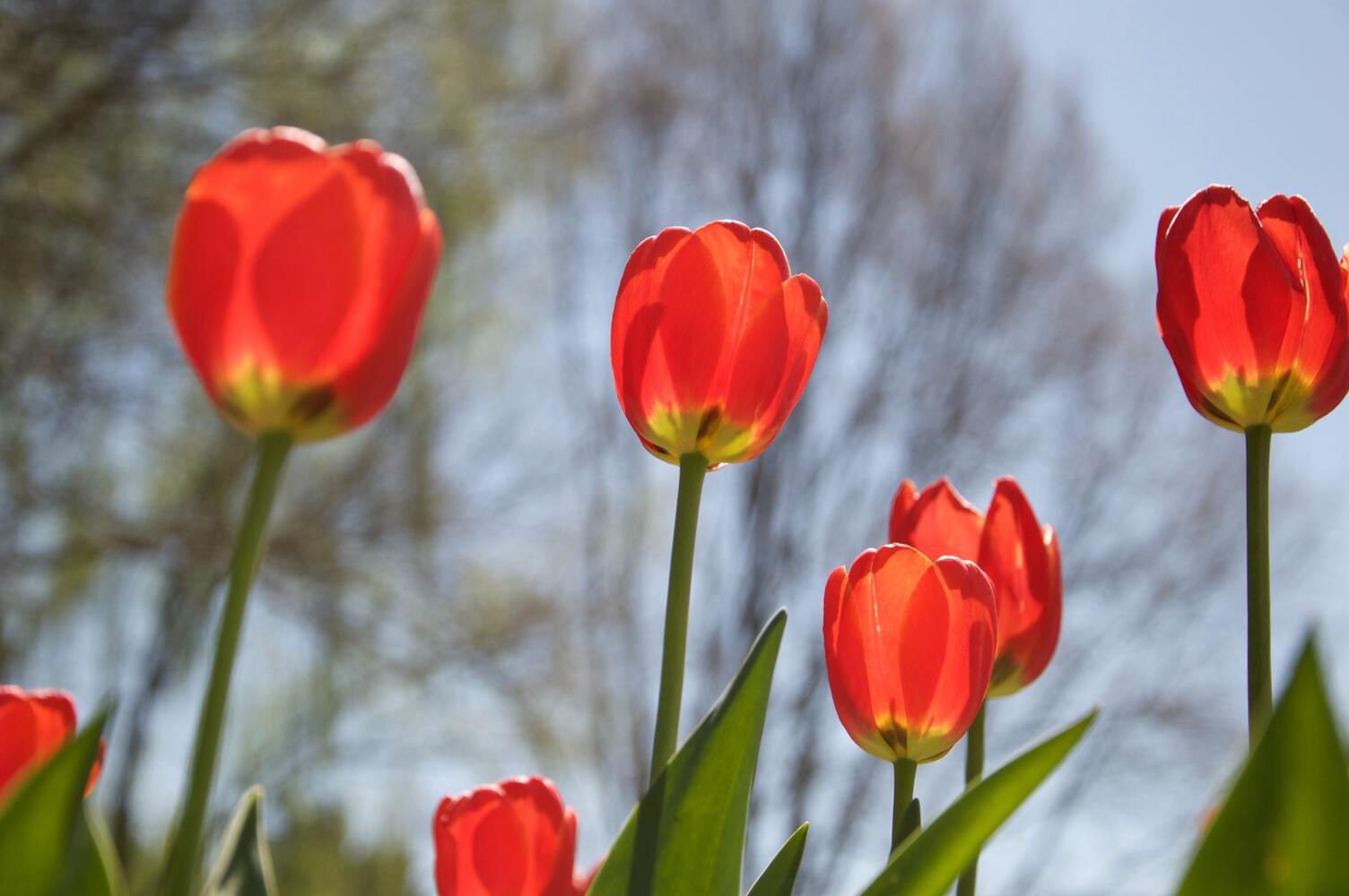 hoa tulip cho đám cưới