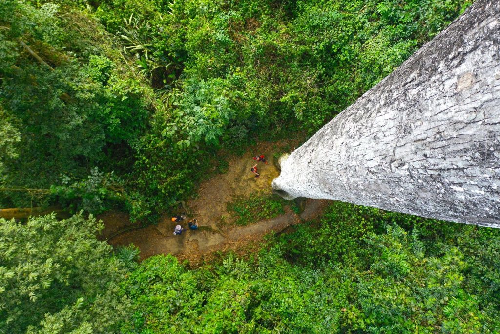 dự án "Về rừng" Menard Việt Nam