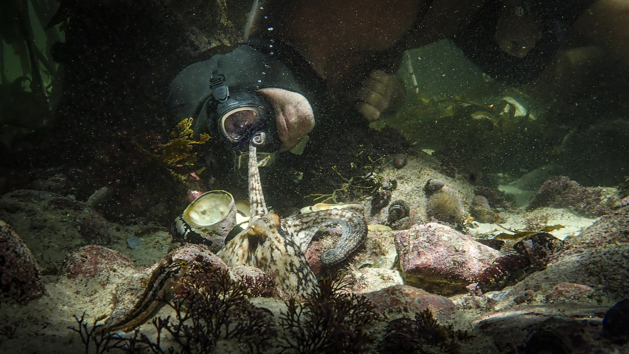 bạch tuộc và các sinh vật biển