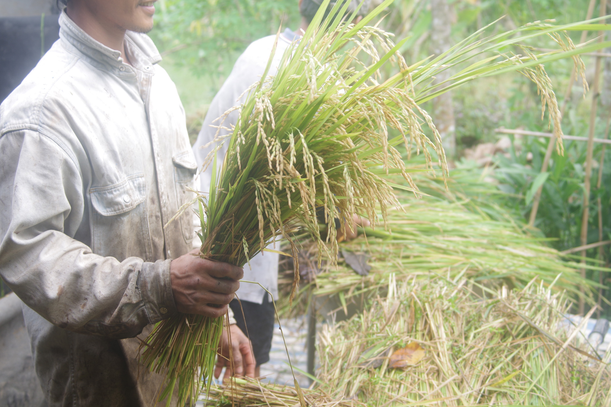 lối sống làm nông gia đình trồng lúa