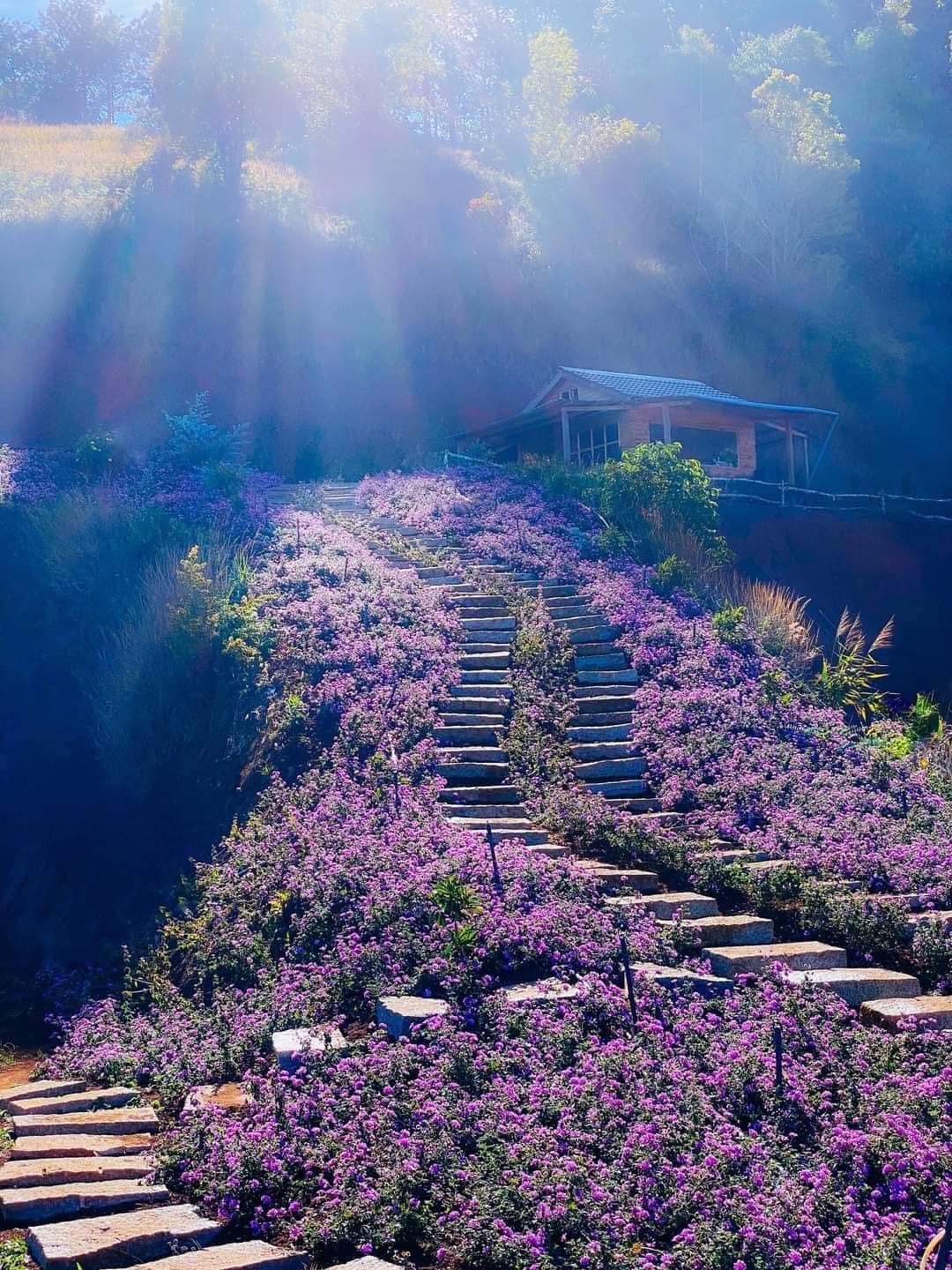 lavender túi thương nhớ tiệm cafe đà lạt