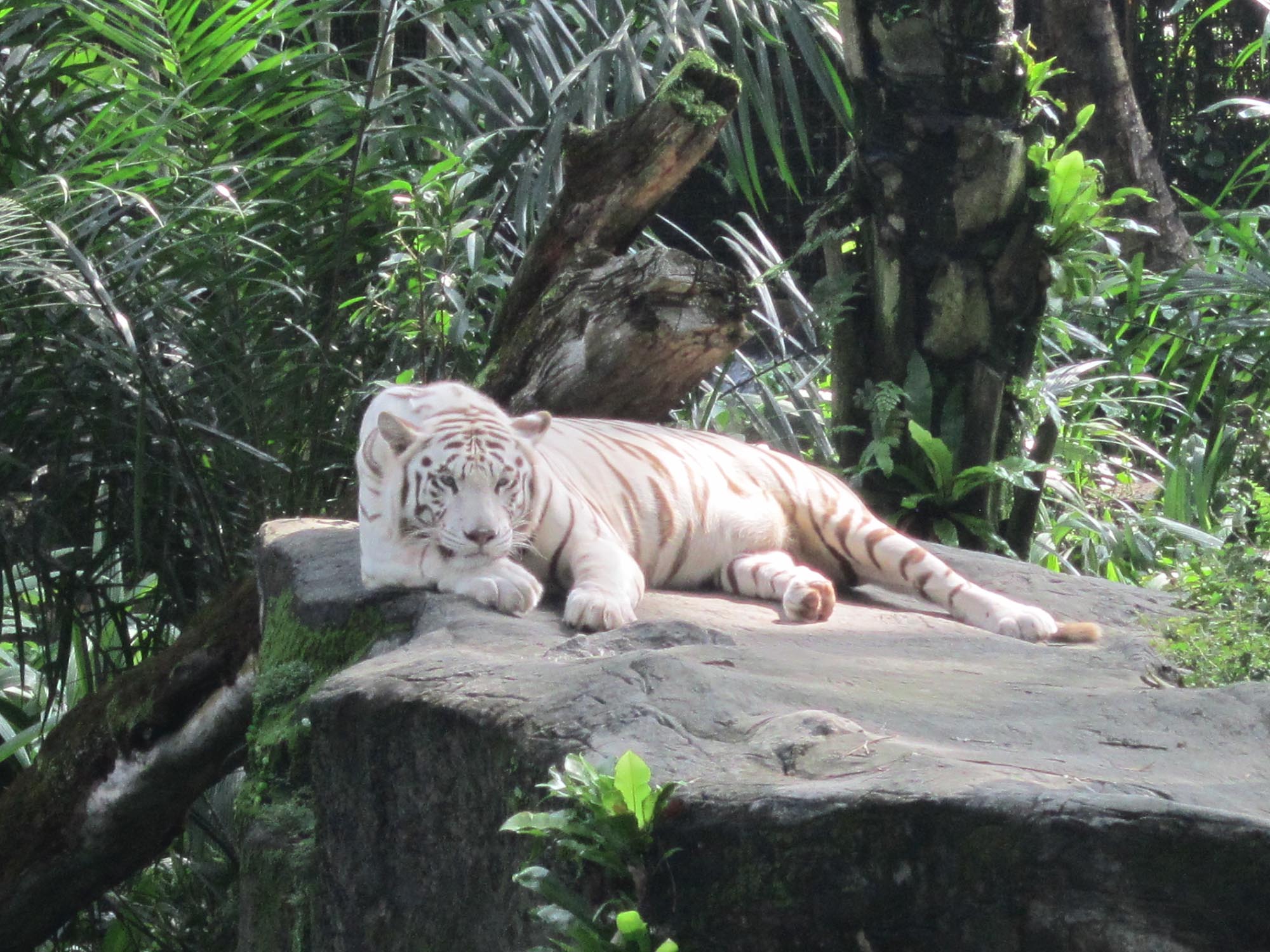 Singapore Zoo