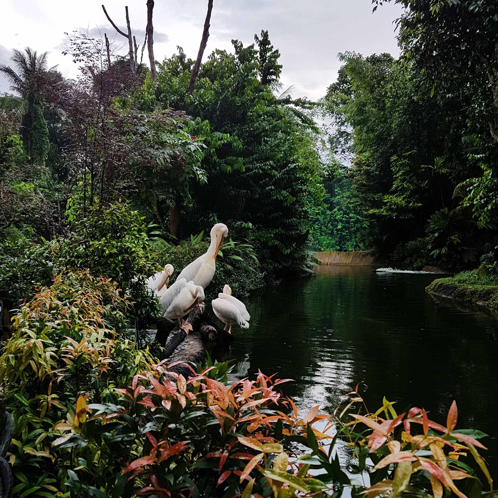 Singapore Zoo