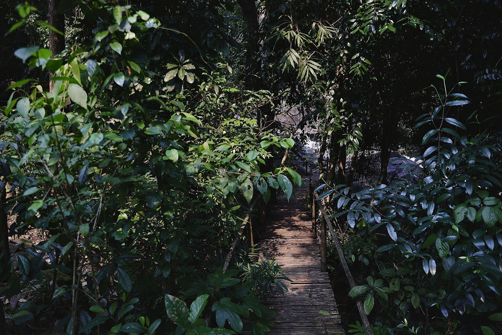 phá tam giang con đường quanh suối