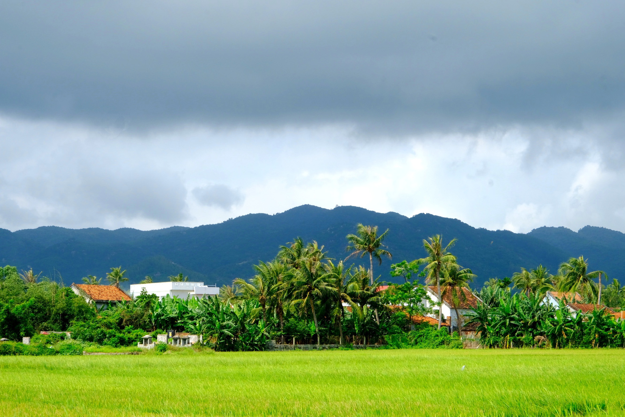 hành trình qua ruộng lúa phú yên