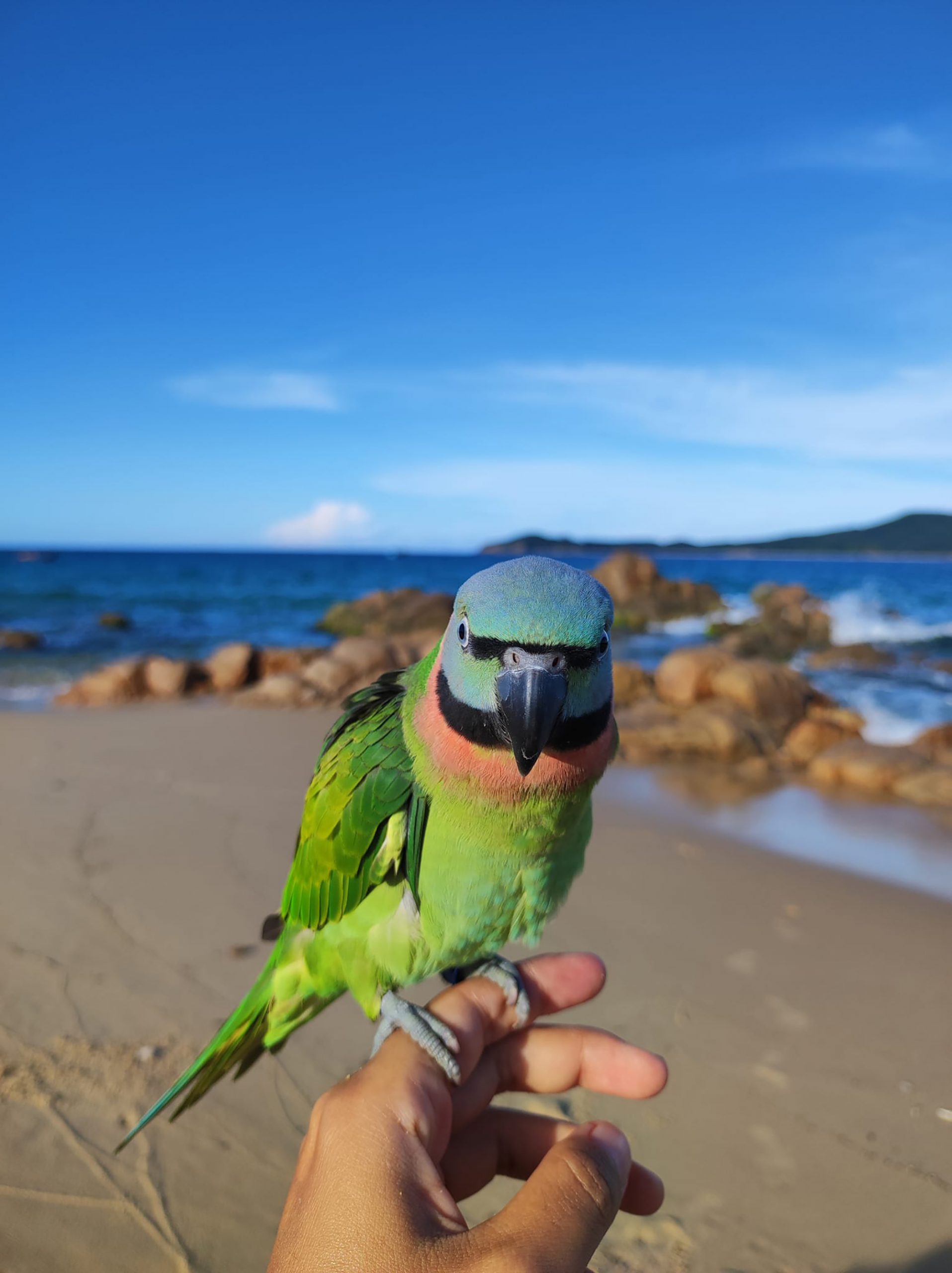 hành trình du lịch với chú chim birdy