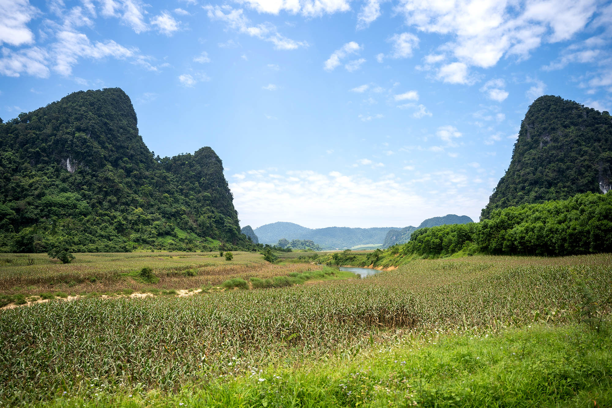 Tú Làn những đồng cỏ xanh rì