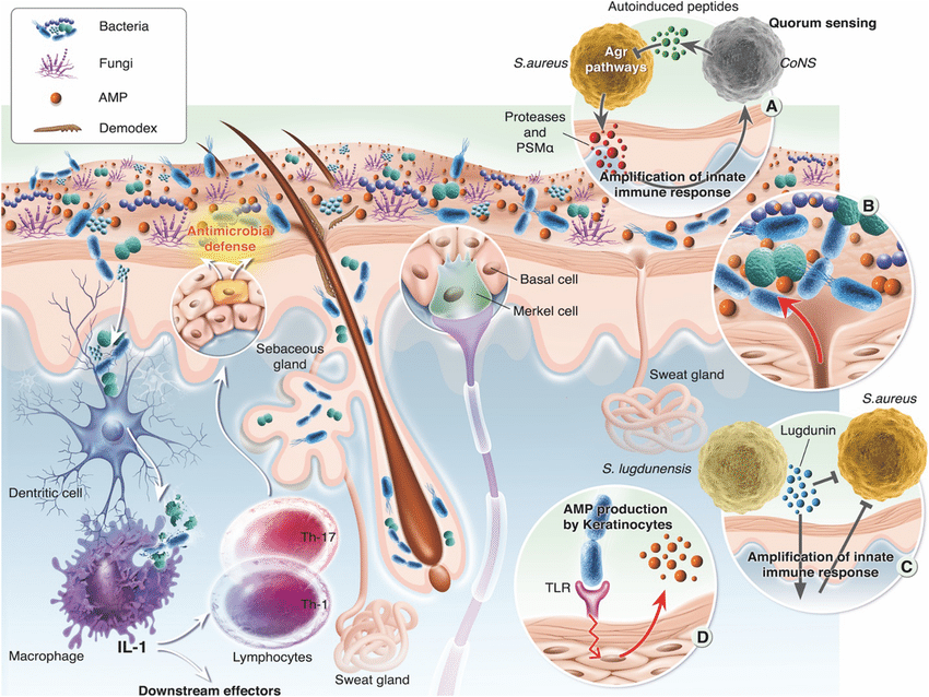 Microbiome - Hàng phòng thủ vi sinh cho làn da khỏe mạnh