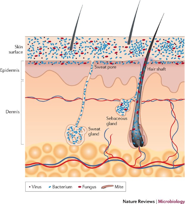 Microbiome - Hàng phòng thủ vi sinh cho làn da khỏe mạnh