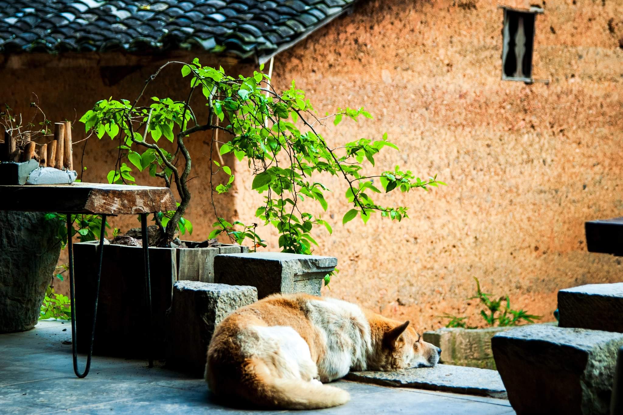 Ma le homestay hà giang