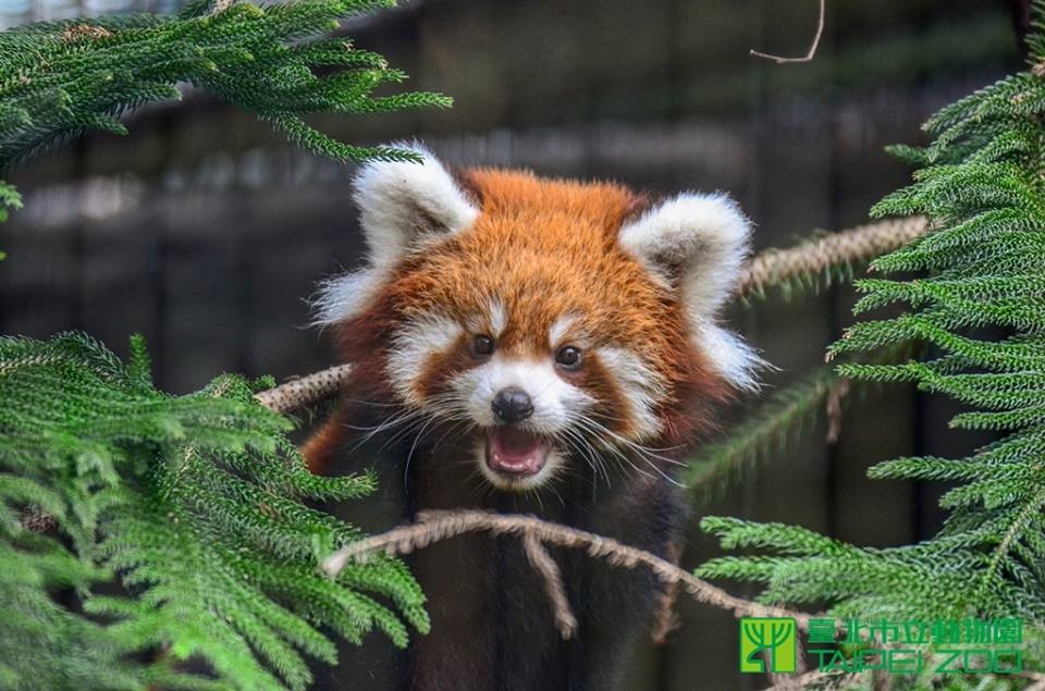 taiwan red panda