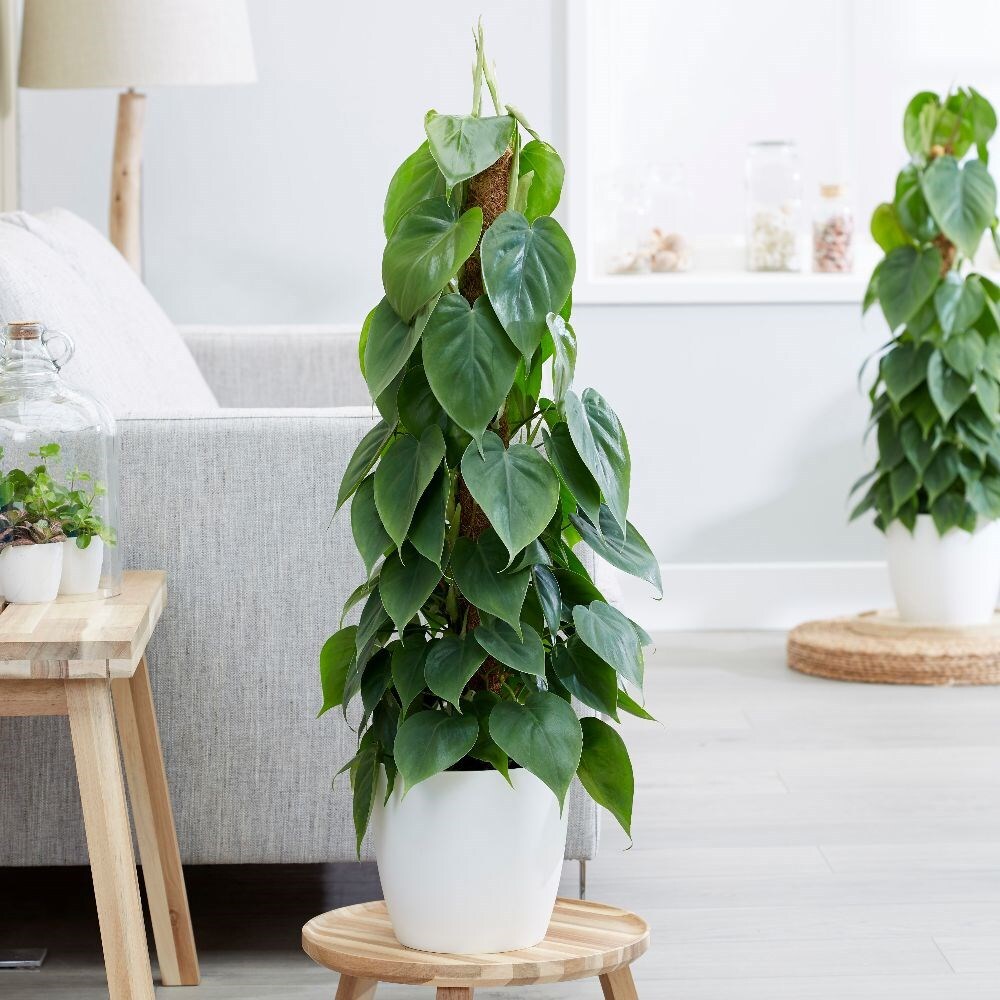 cây phong thủy cây trầu bà tim xanh 
