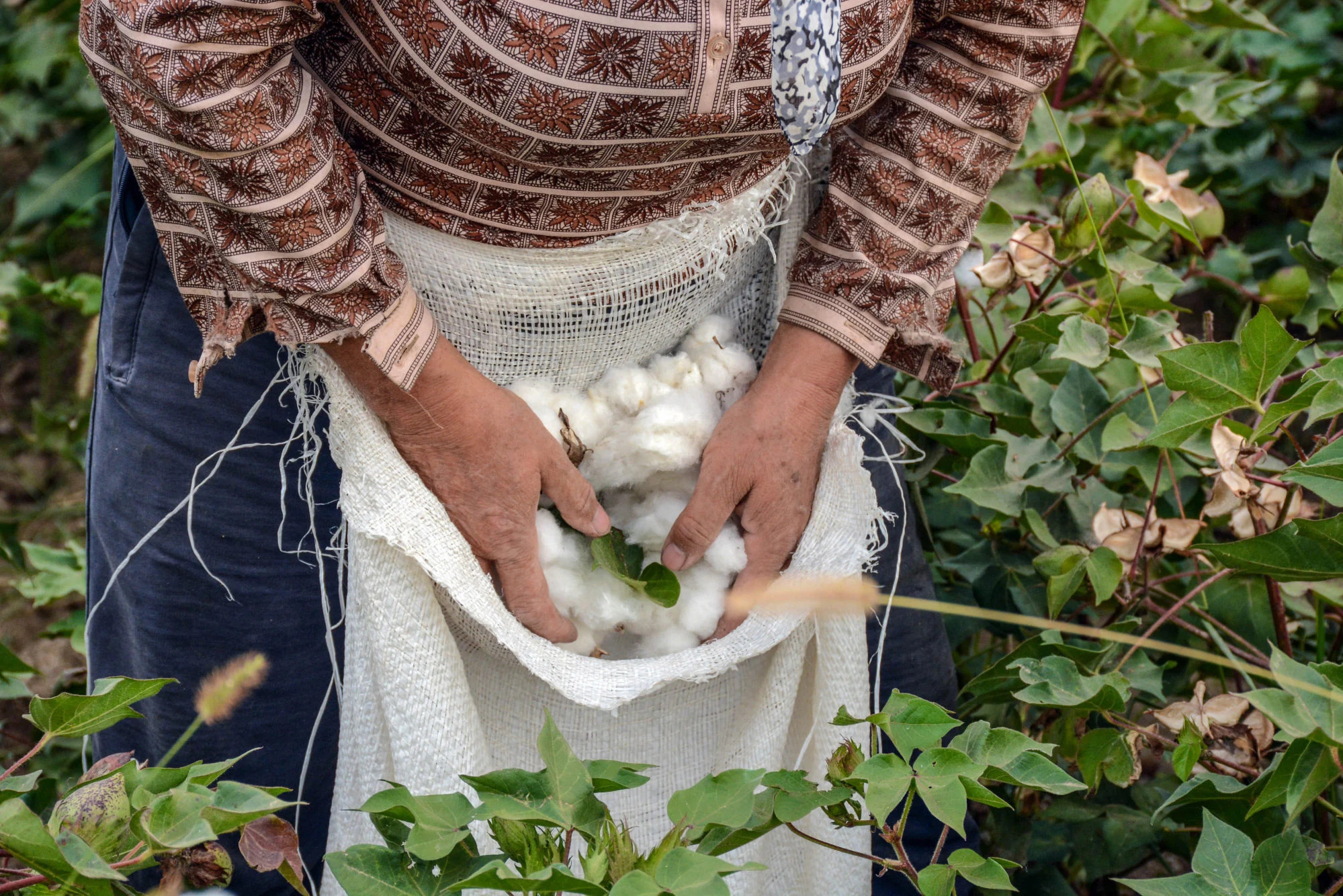 Quy trình sản xuất sợi cotton hữu cơ