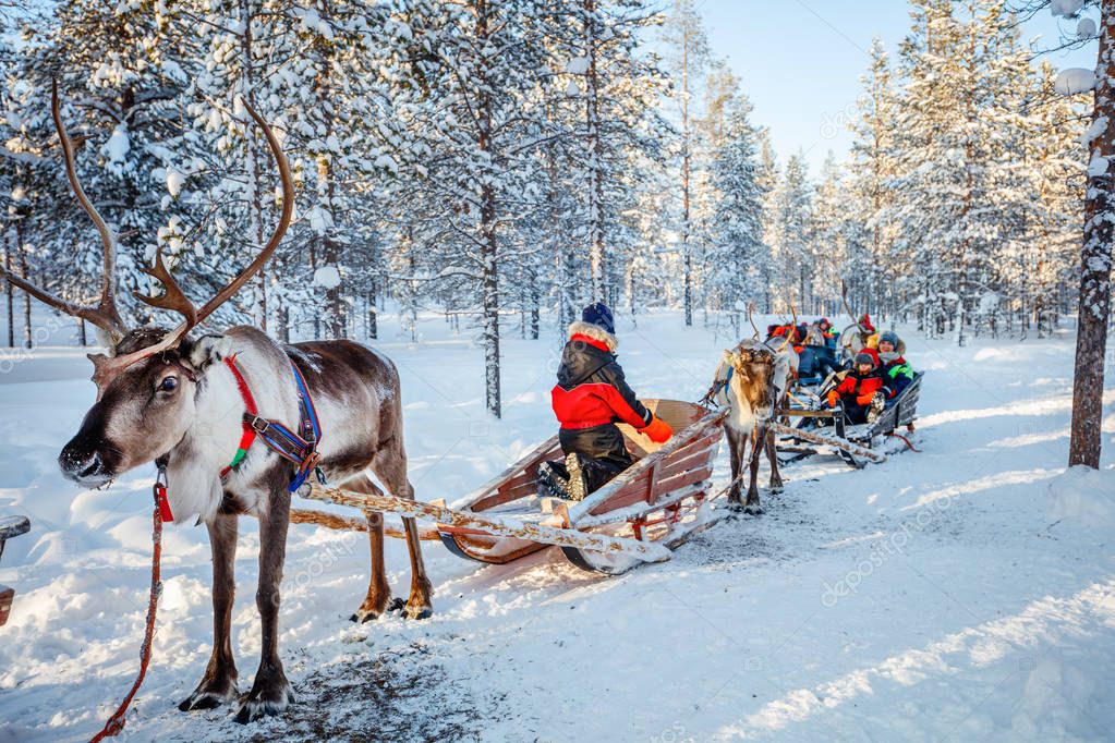 Du lịch mùa đông reindeer in lapland
