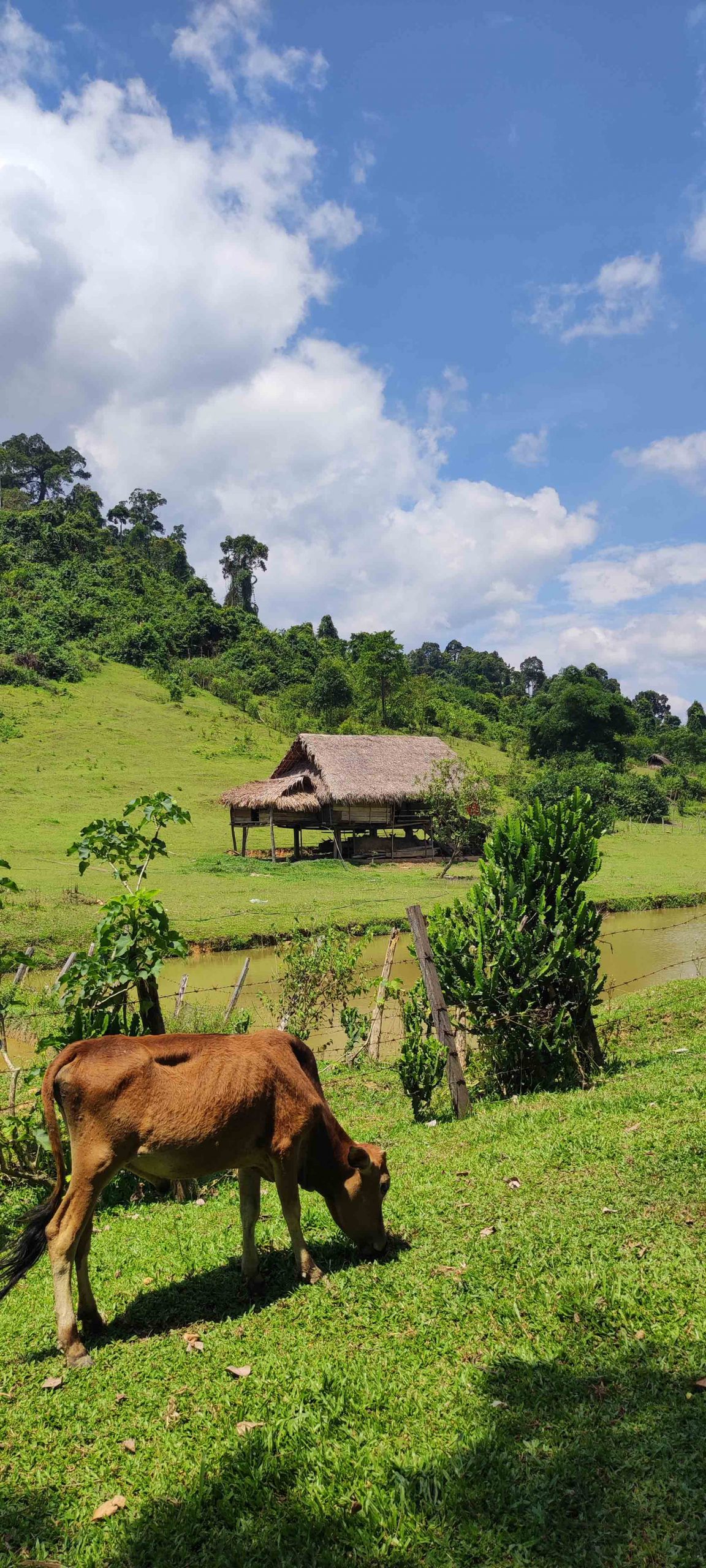 nghệ an bản cỏ phạt