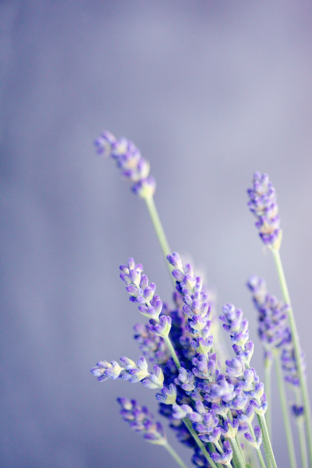 tinh dầu lavender