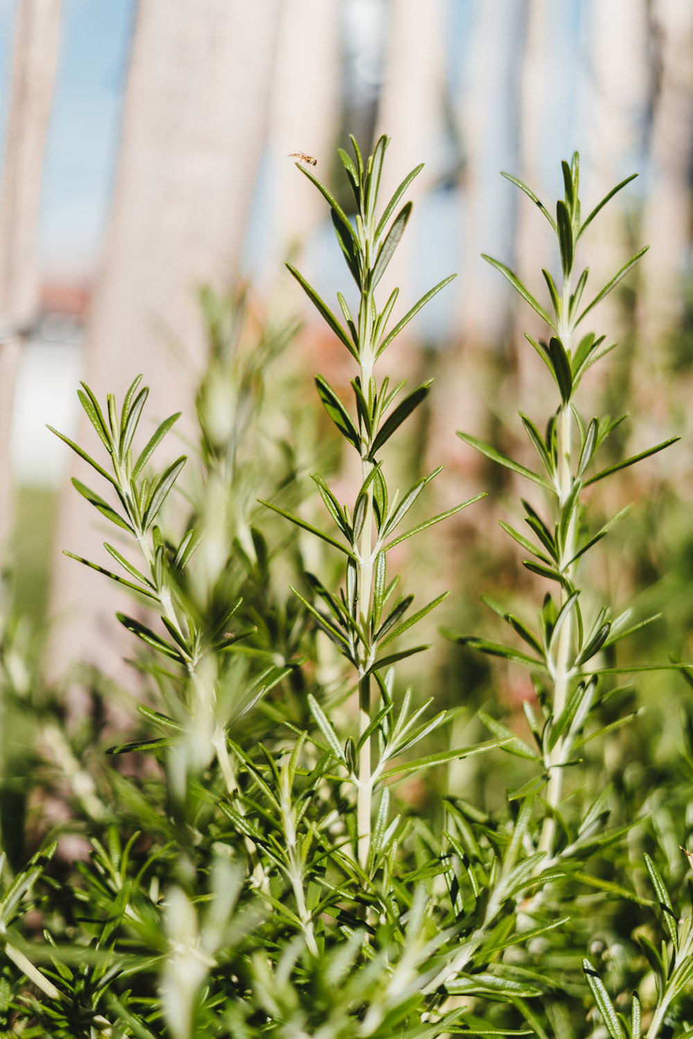 tinh dầu hương thảo rosemary