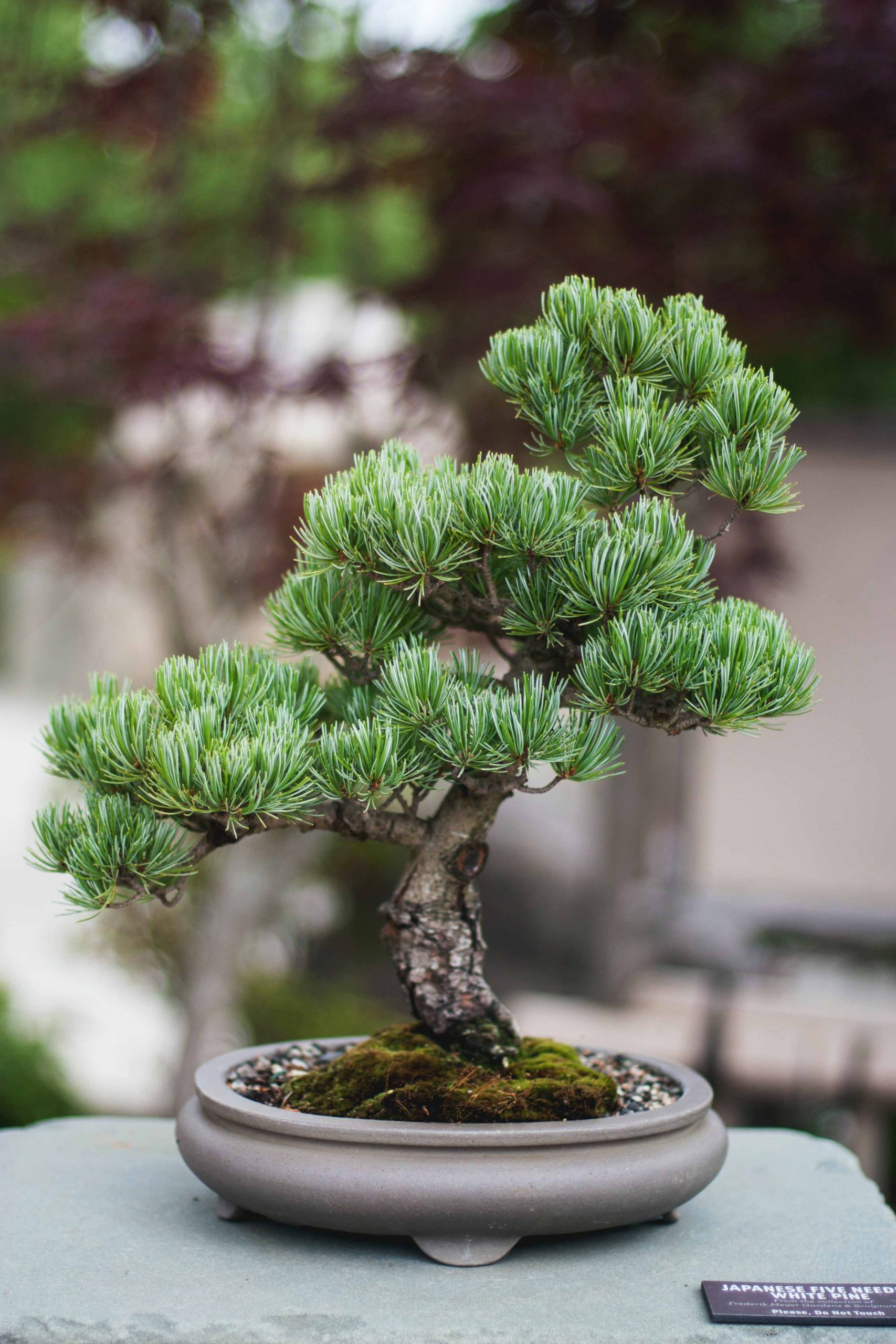 cách chăm sóc cây bonsai