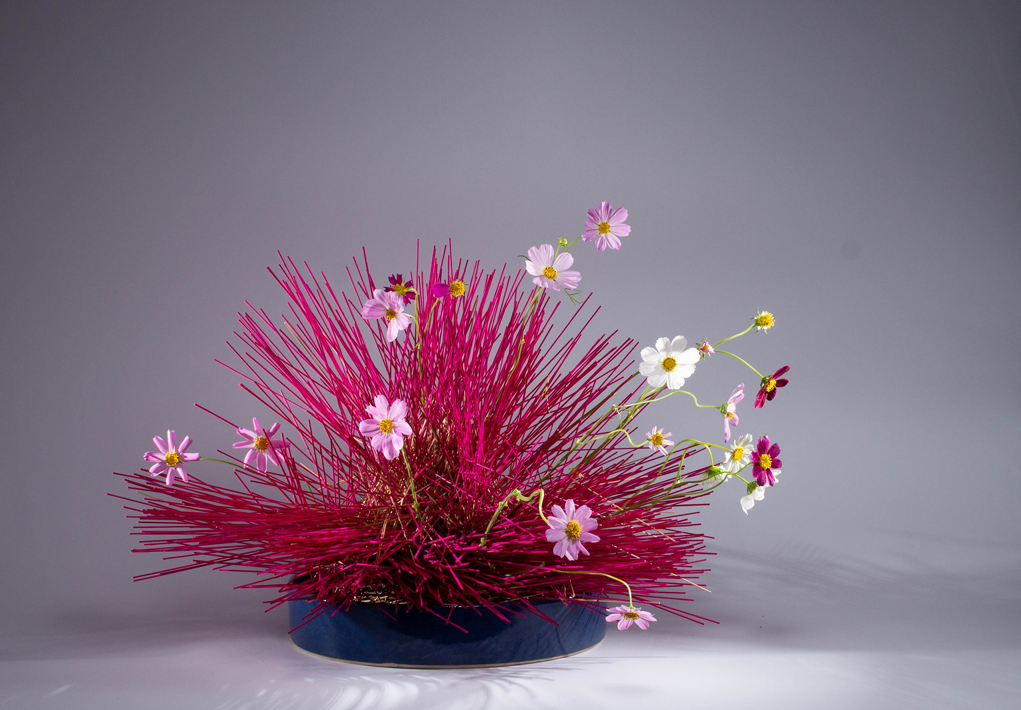 hoa sao nhái ikebana