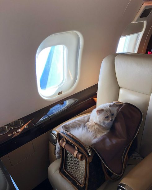 Mèo của Karl Lagerfeld thường xuyên vi vu bằng chuyên cơ riêng trong chiếc giỏ cao cấp của Louis Vuitton. (Ảnh: @
choupetteofficiel)