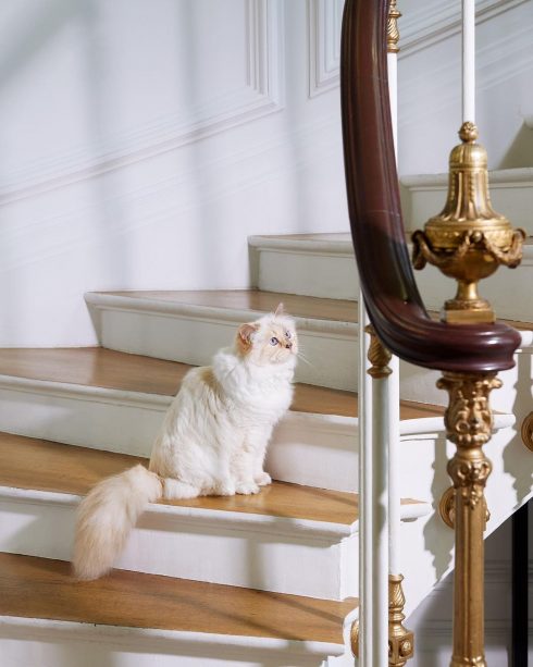 Choupette - cô mèo cưng đem lại nguồn cảm hứng bất tận cho  Karl Lagerfeld.