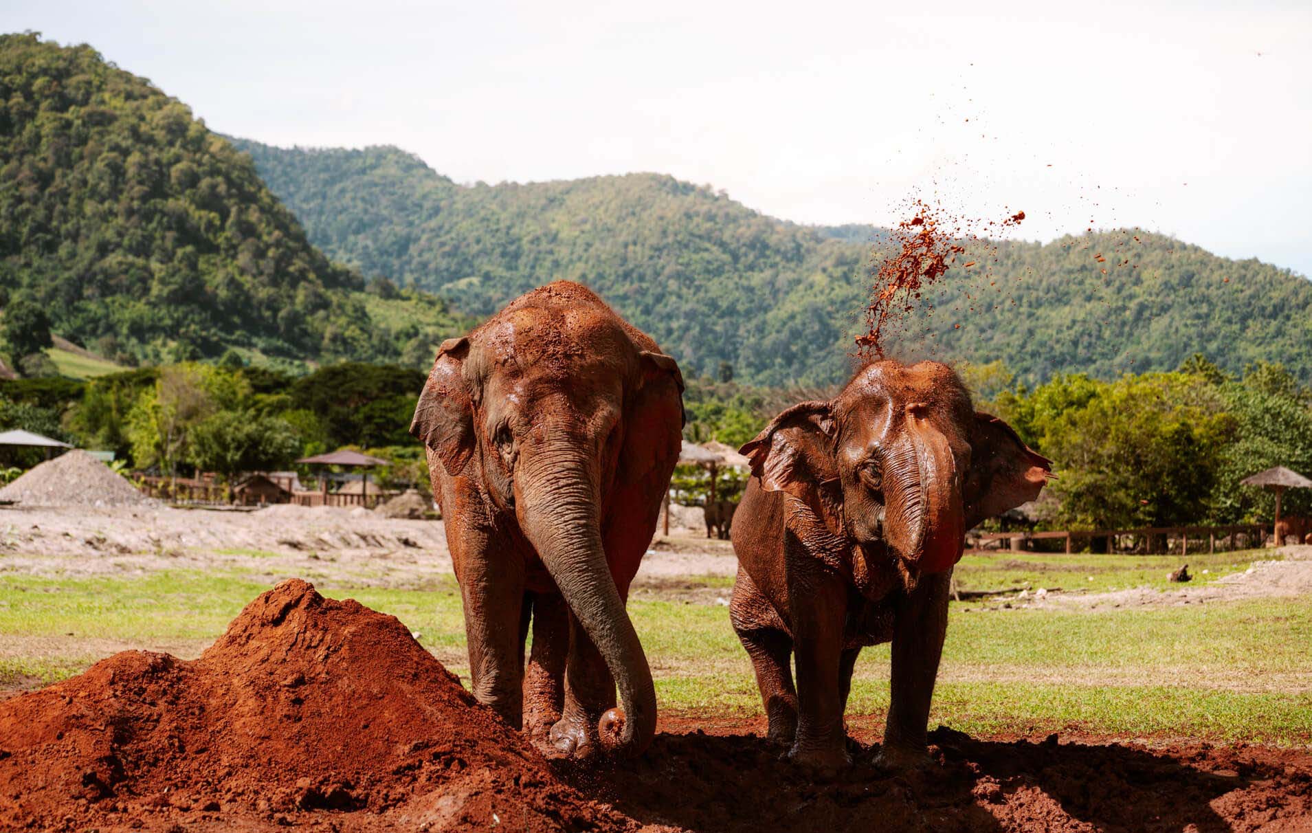 công viên voi chiang mai
