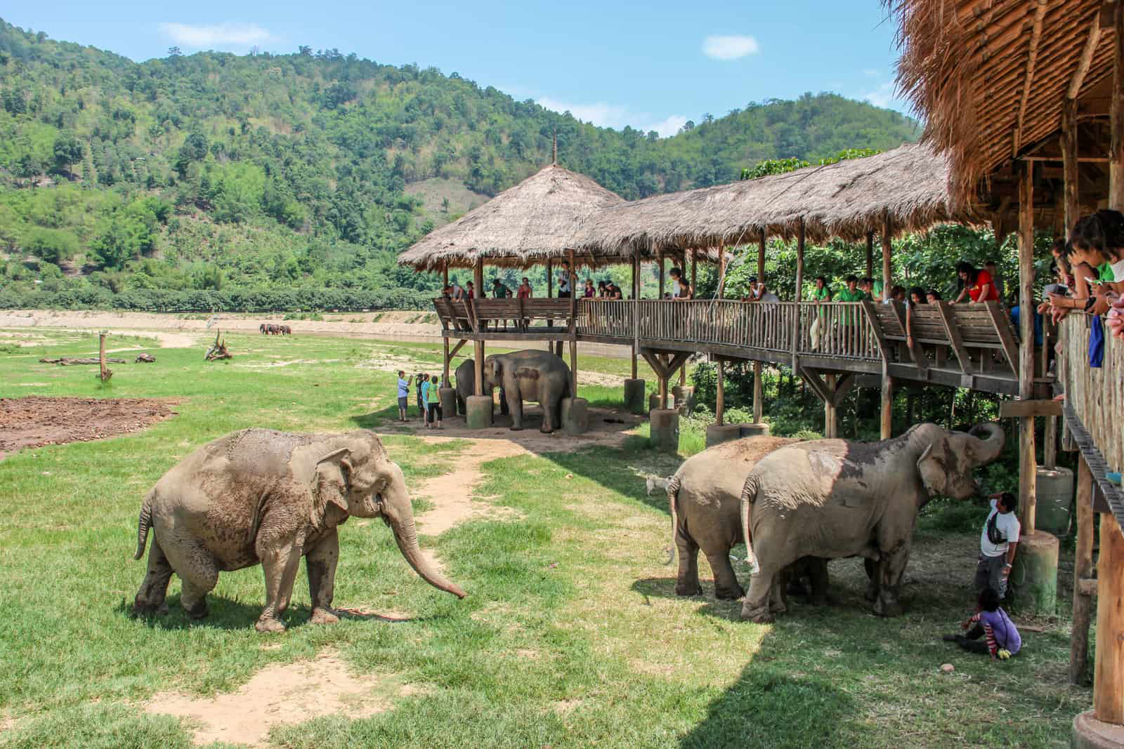 công viên voi hoang dã chiang mai thái lan