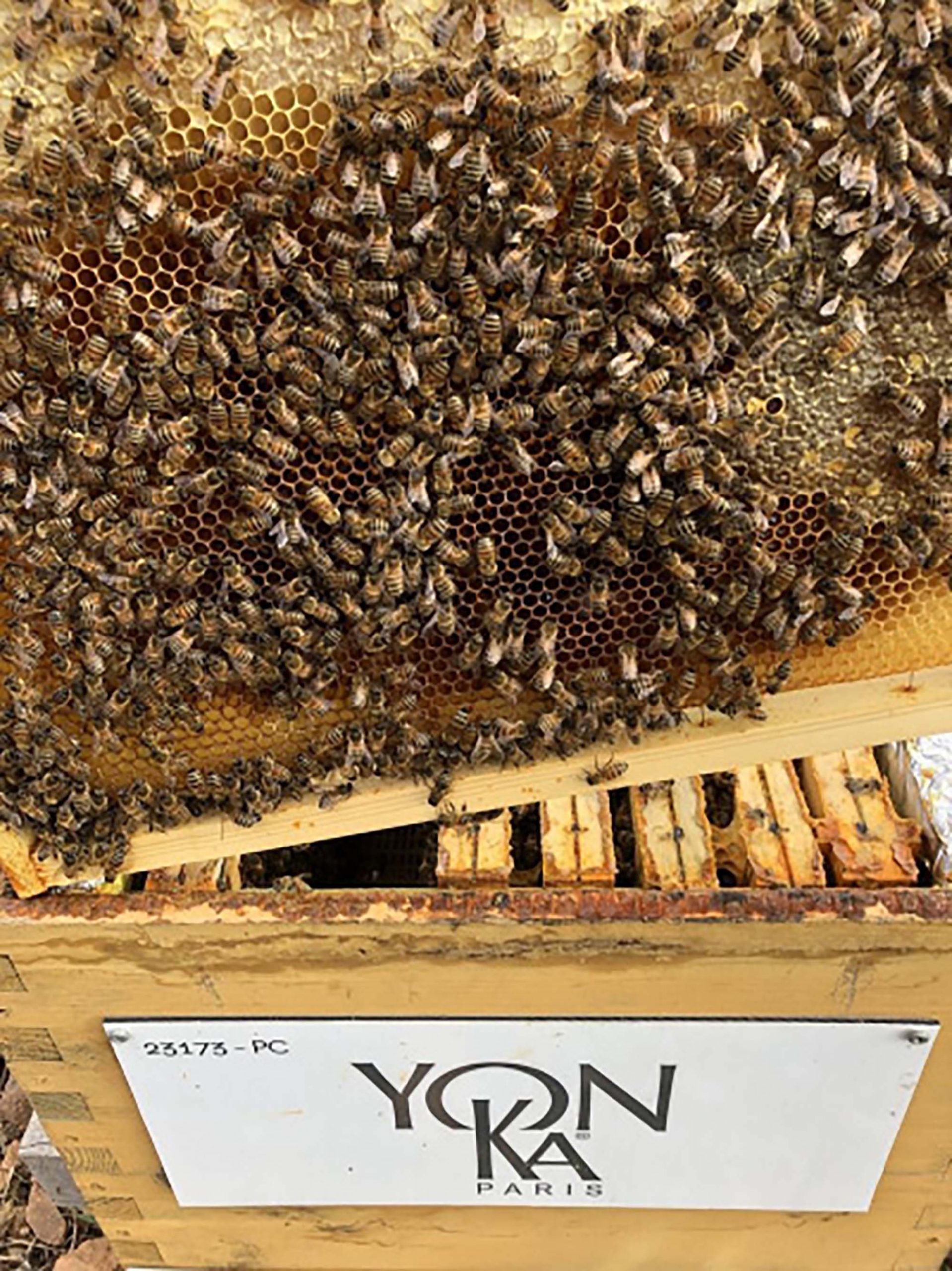 mỹ phẩm chiến dịch nuôi ong