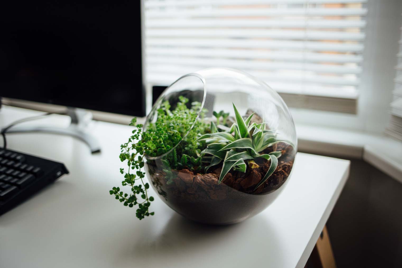 quà tặng ngày của cha bể terrarium