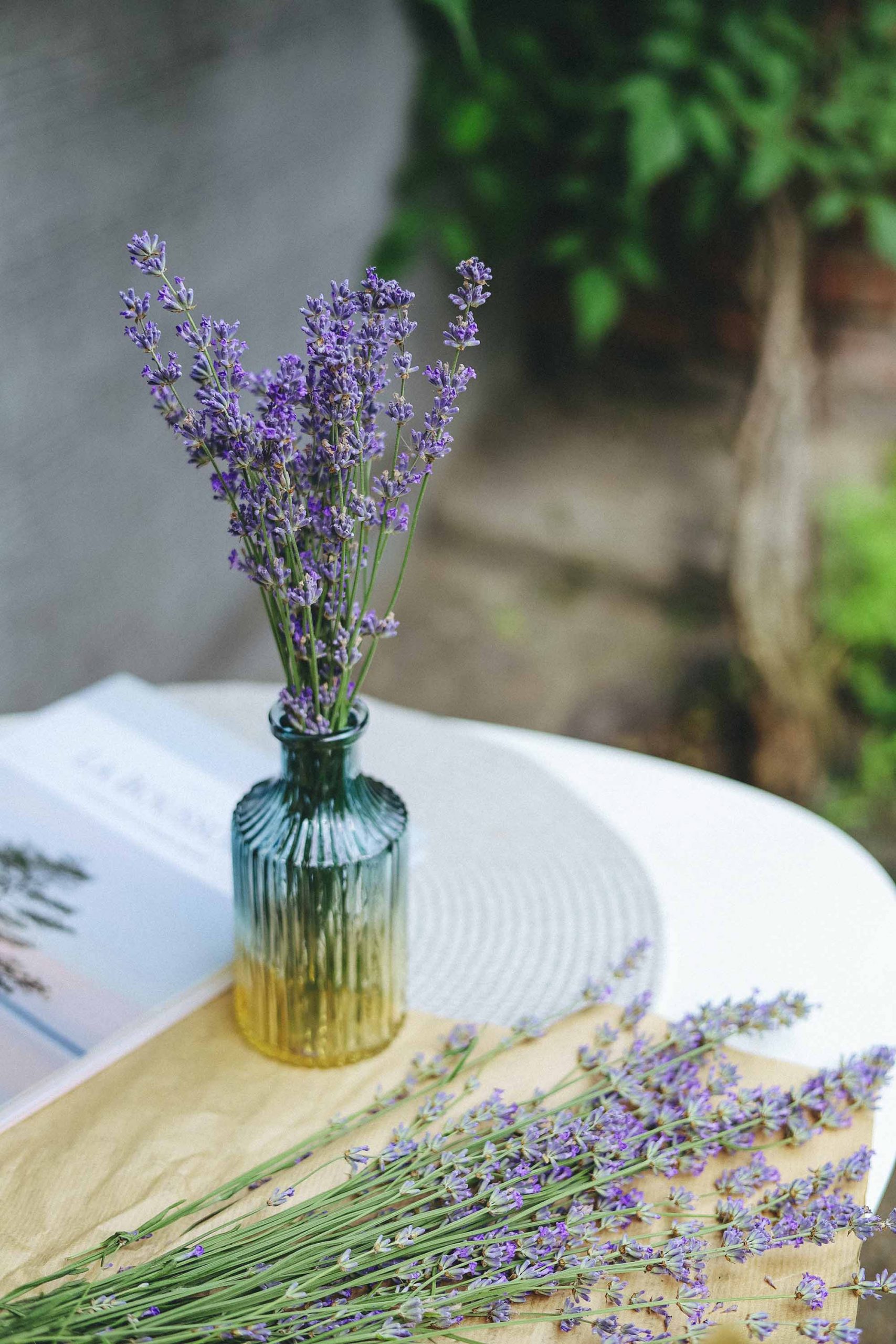 mùi hương lavender