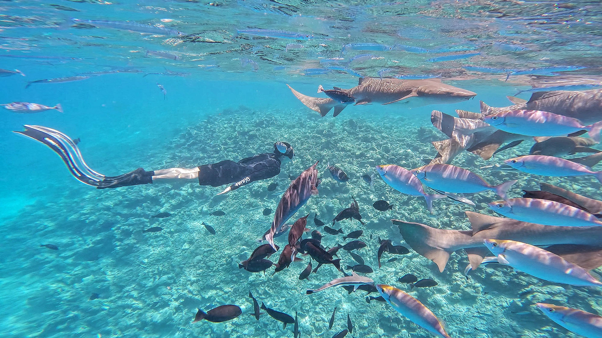 maldives lặn biển cùng đàn cá mập