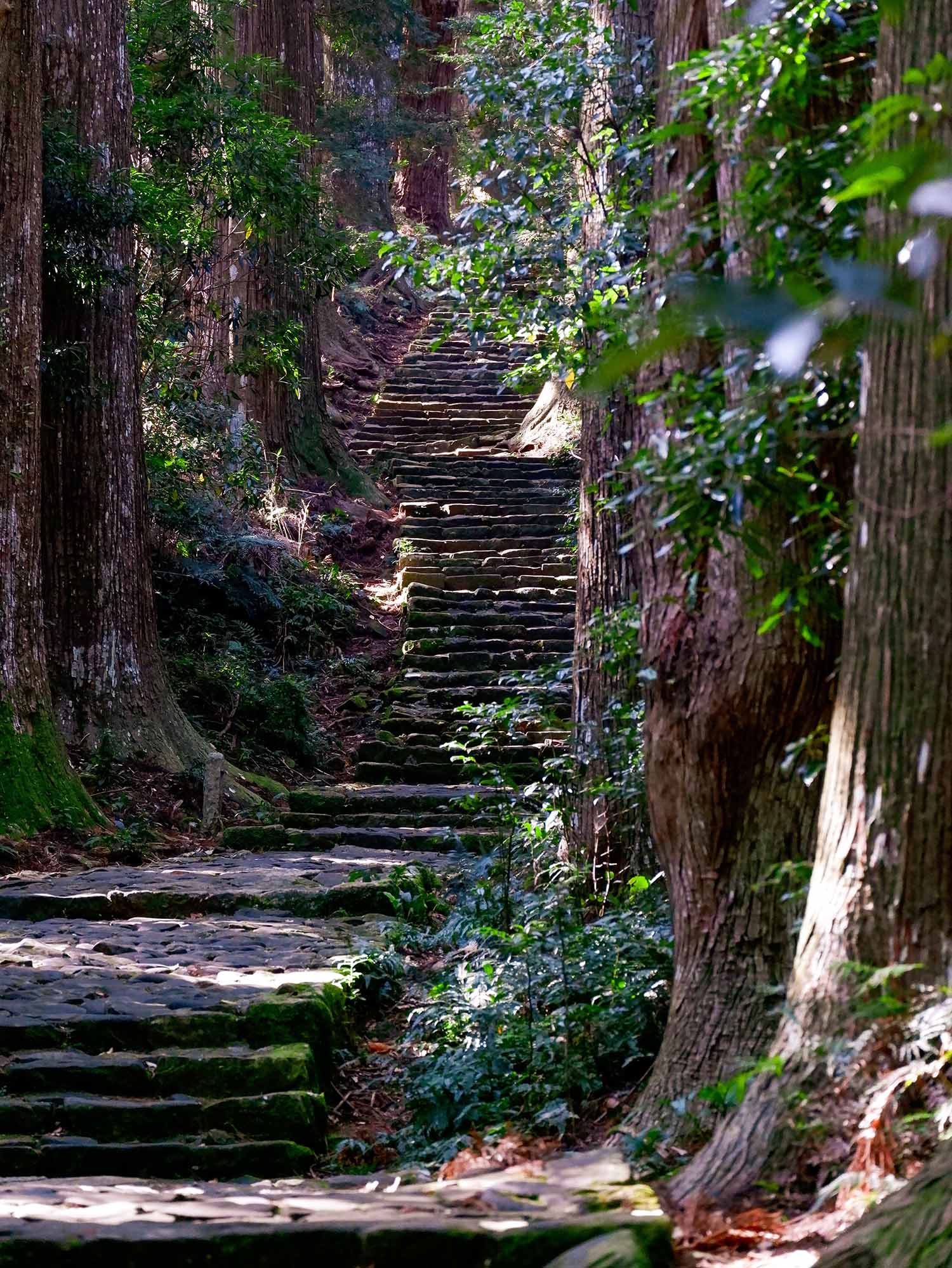 bậc thang vào rừng