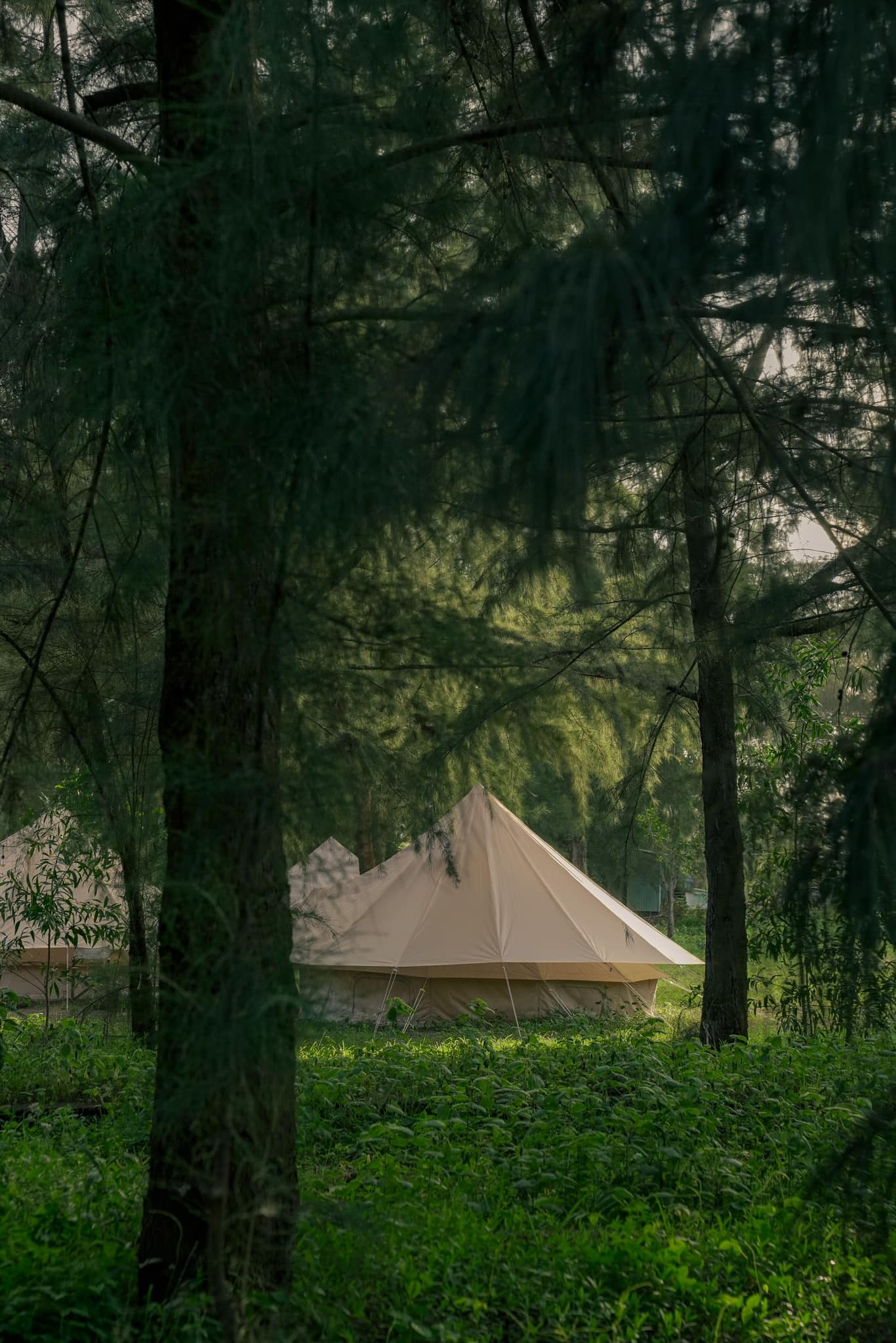 Đi Bụi Camping glamping vũng tàu