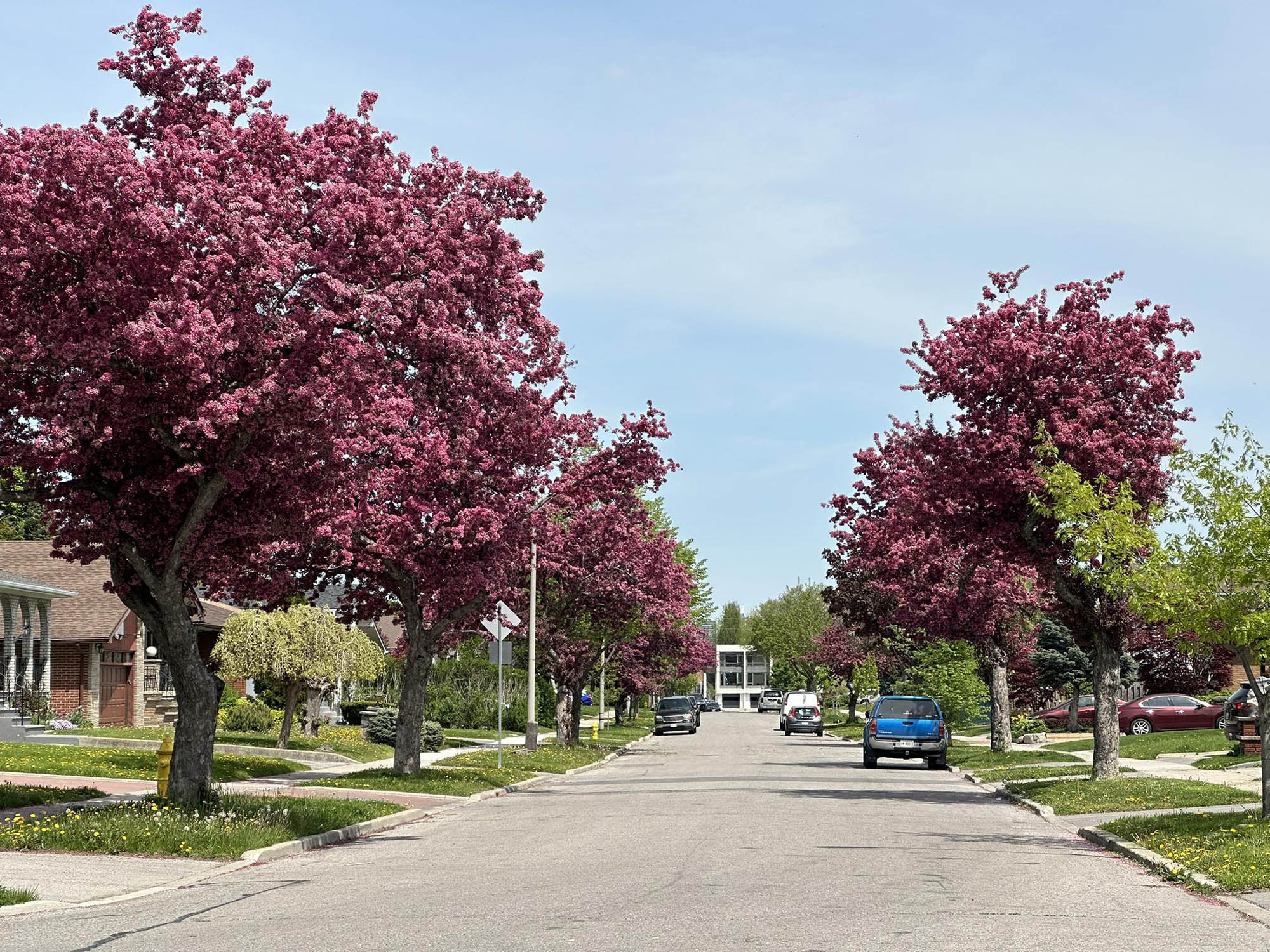 canada lá phong đỏ