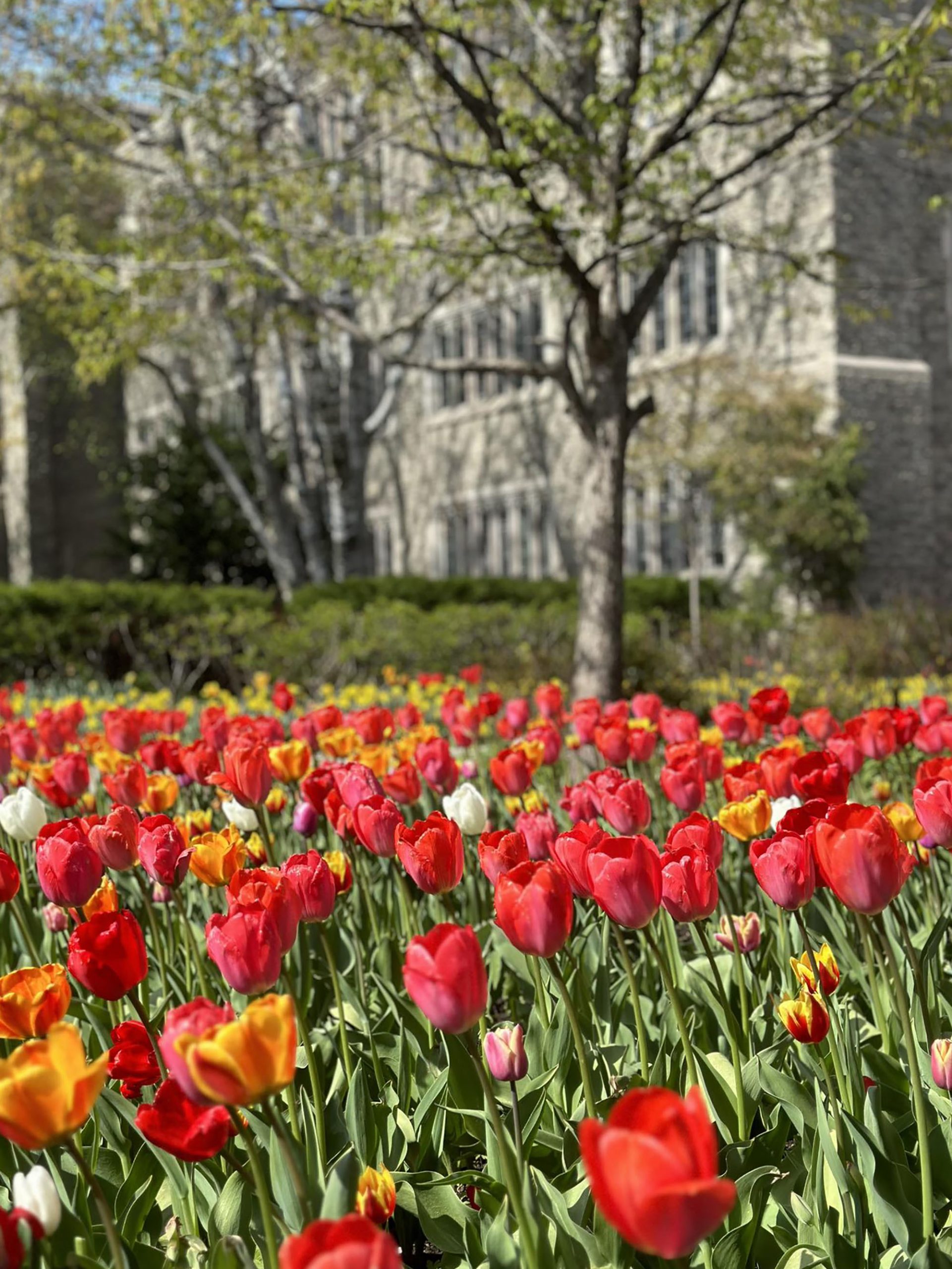 canada những khóm hoa tulip