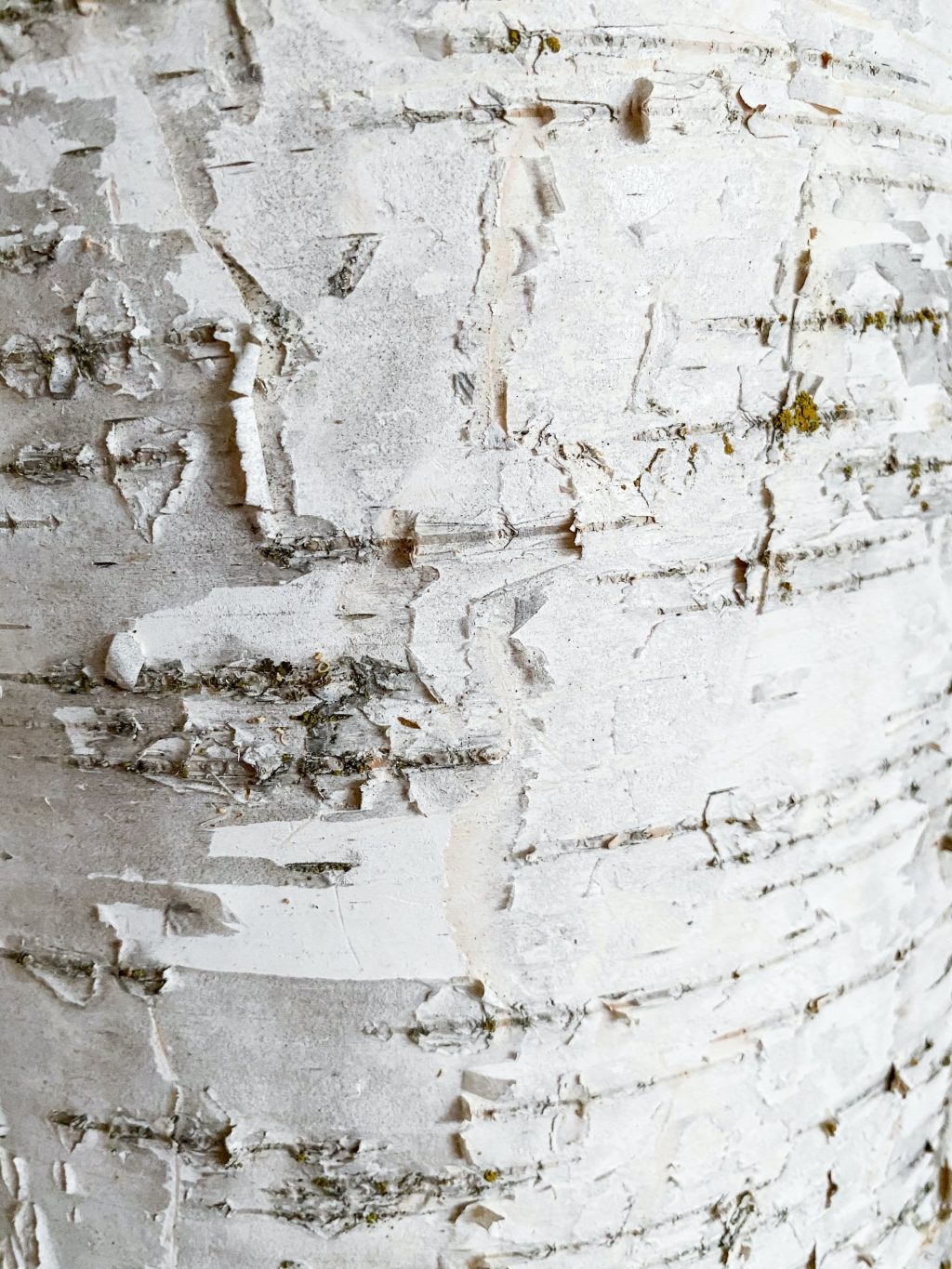 xông hơi tại nhà với nguyên liệu tự nhiên từ chi bạch dương birch