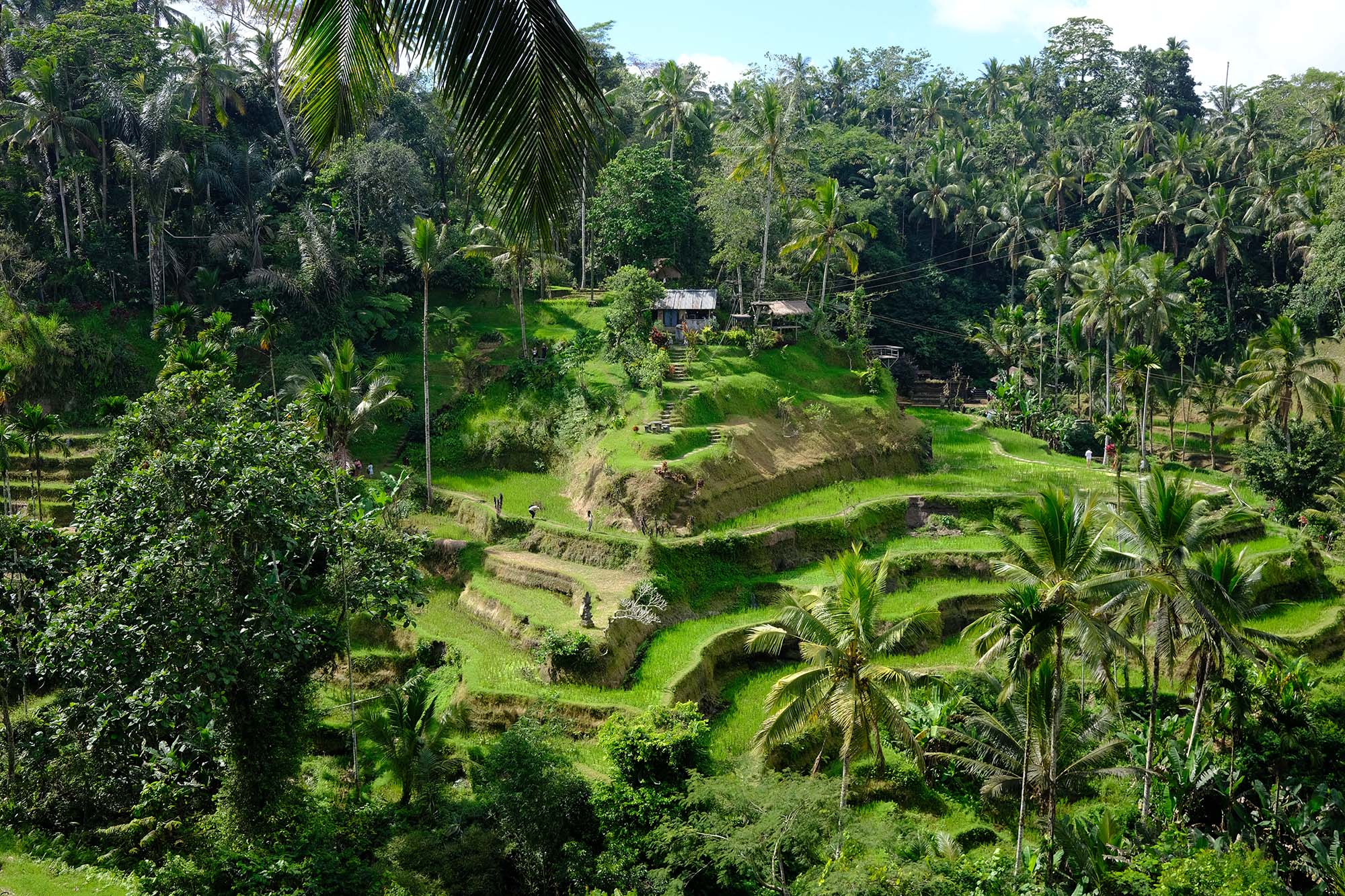 du lịch vùng quê ubud