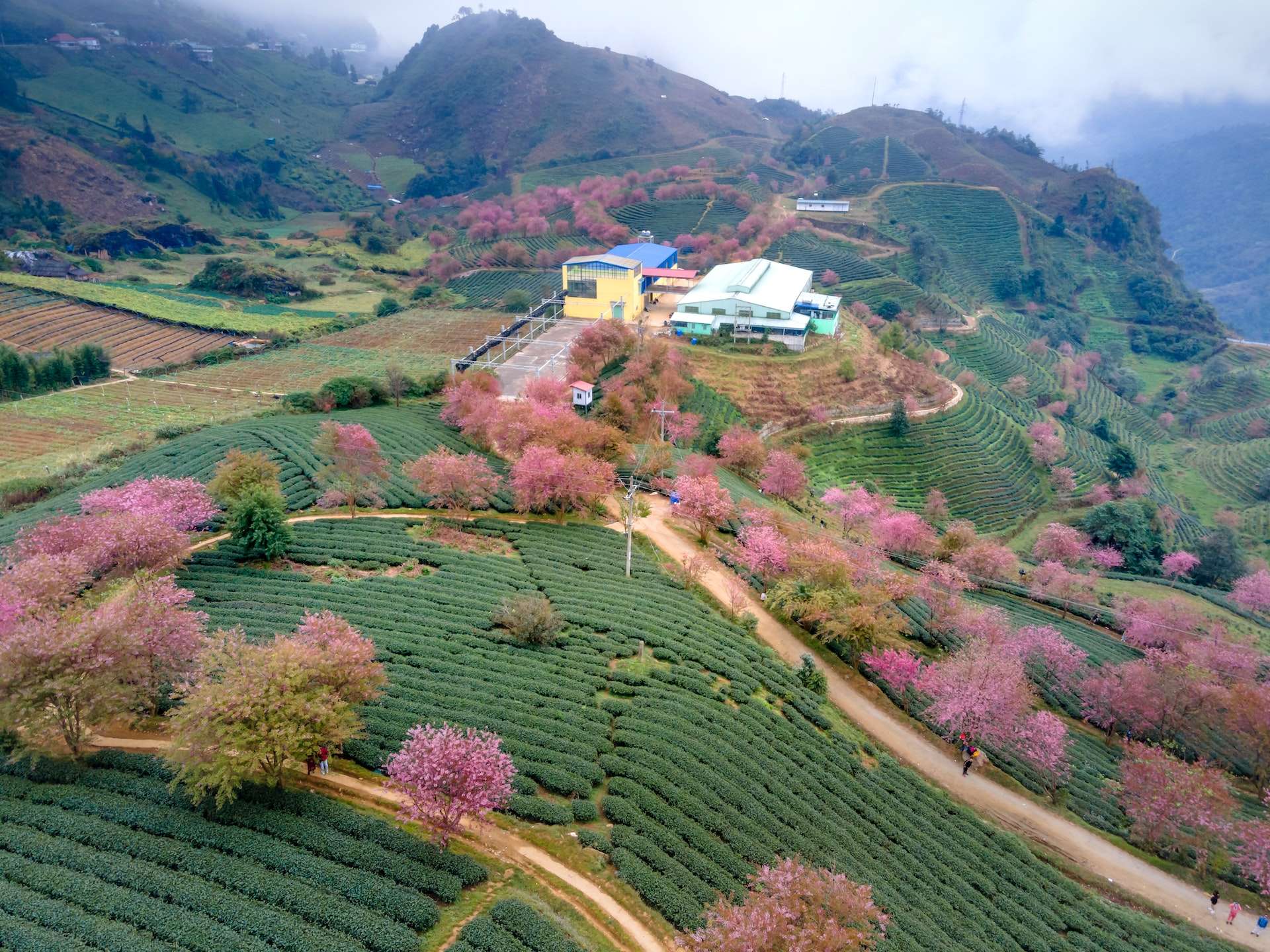 địa điểm ngắm mai anh đào đẹp