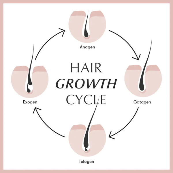 Minoxidil quá trình hình thành sợi tóc