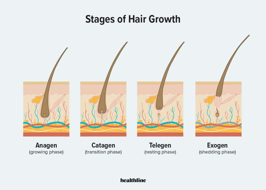 Minoxidil ảnh hưởng đến quá trình hình thành sợi tóc. 